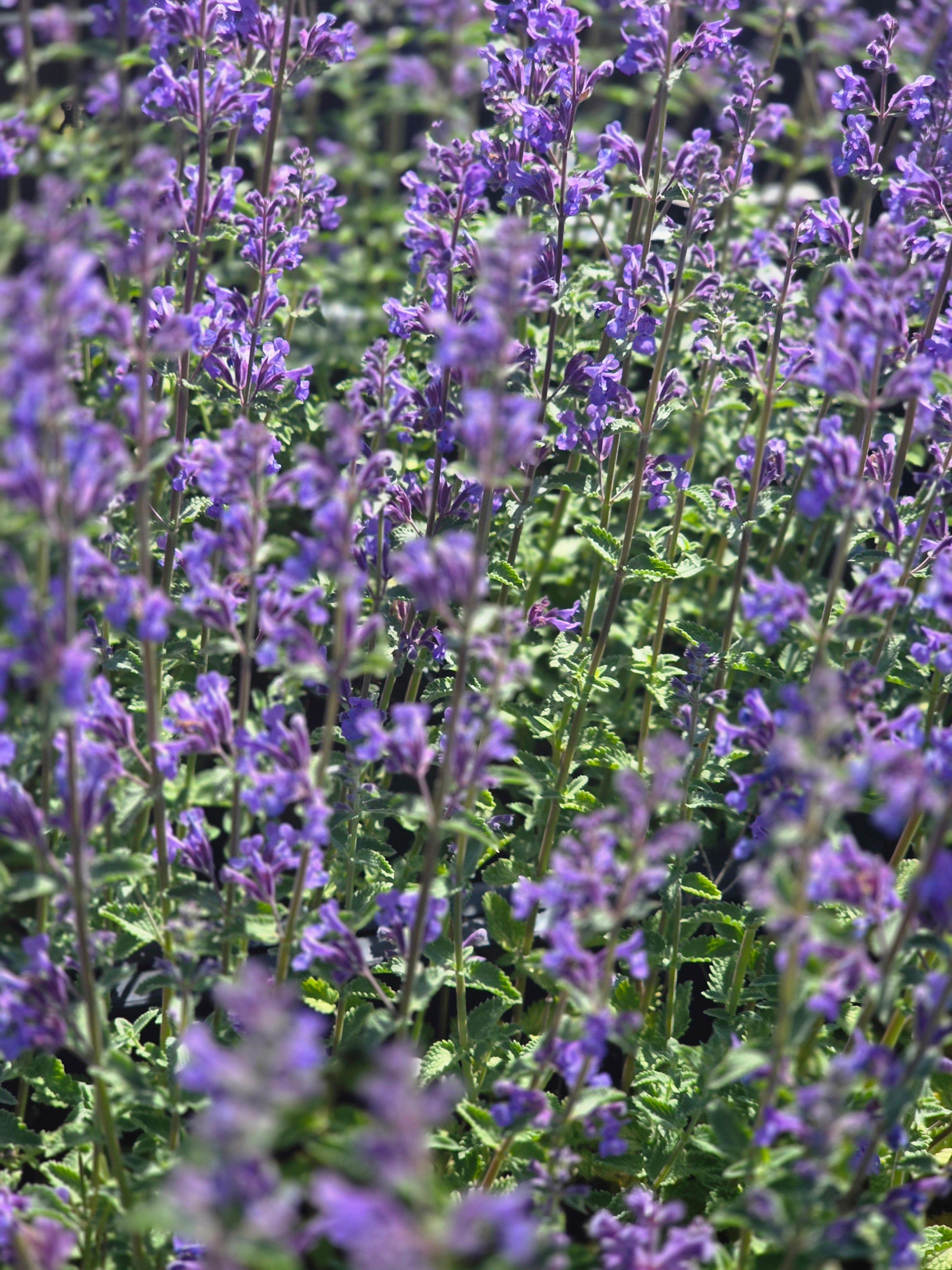 Garten-Bastard-Katzenminze 'Six Hills Giant' - Nepeta x faassenii 'Six Hills Giant'