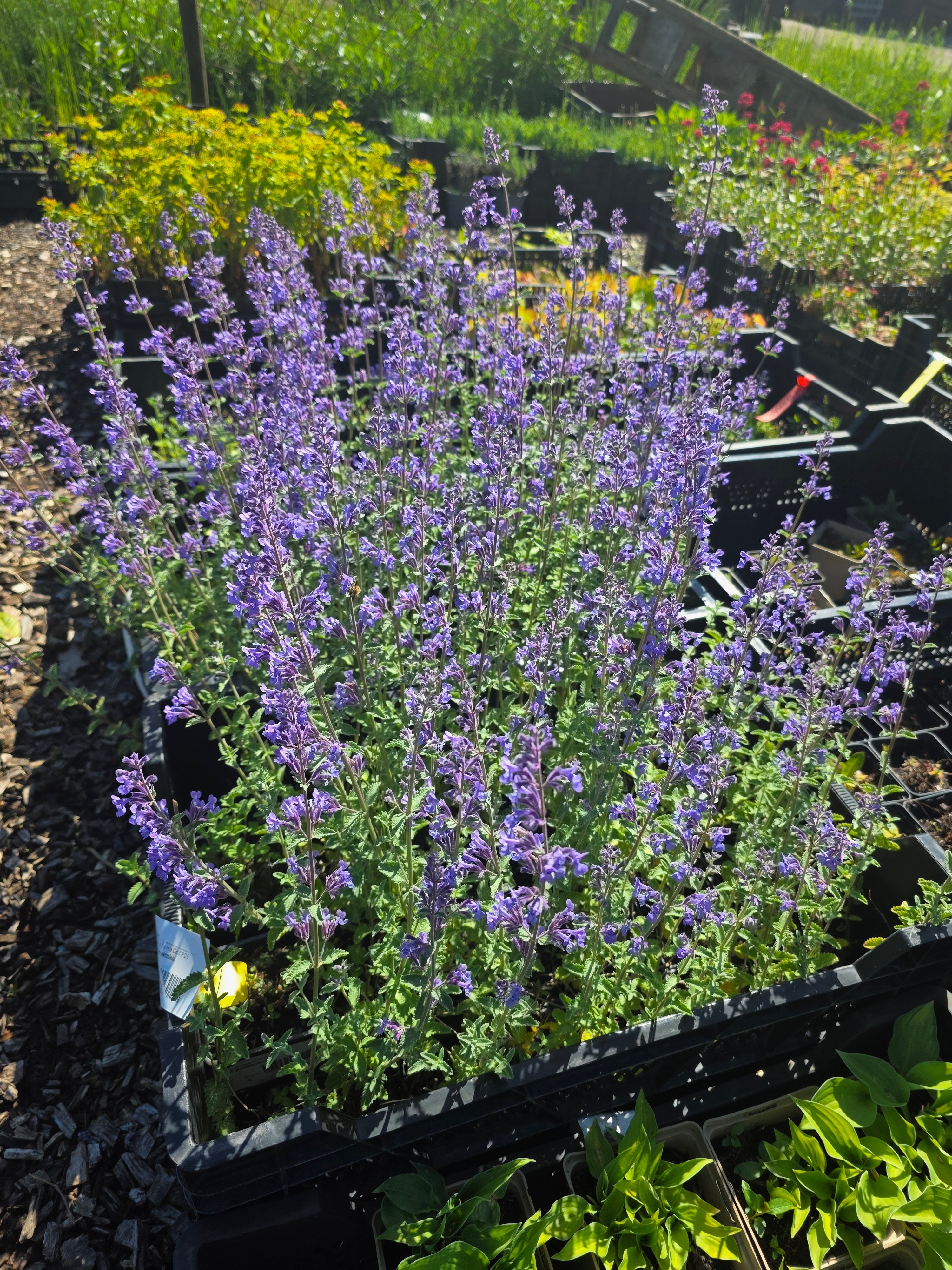 Garten-Bastard-Katzenminze 'Six Hills Giant' - Nepeta x faassenii 'Six Hills Giant'