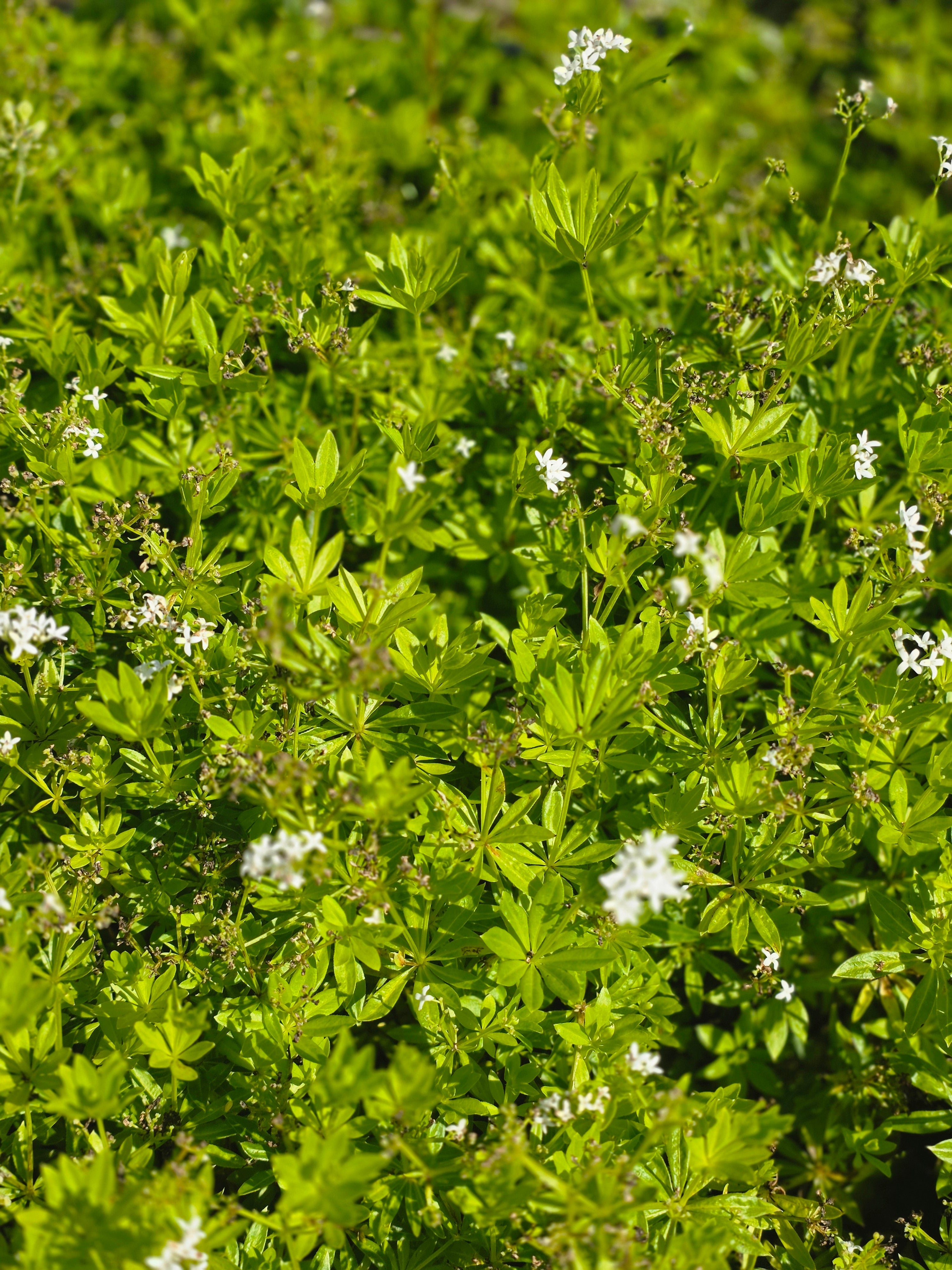 Echter Waldmeister - Galium odoratum