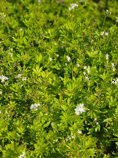 Echter Waldmeister - Galium odoratum