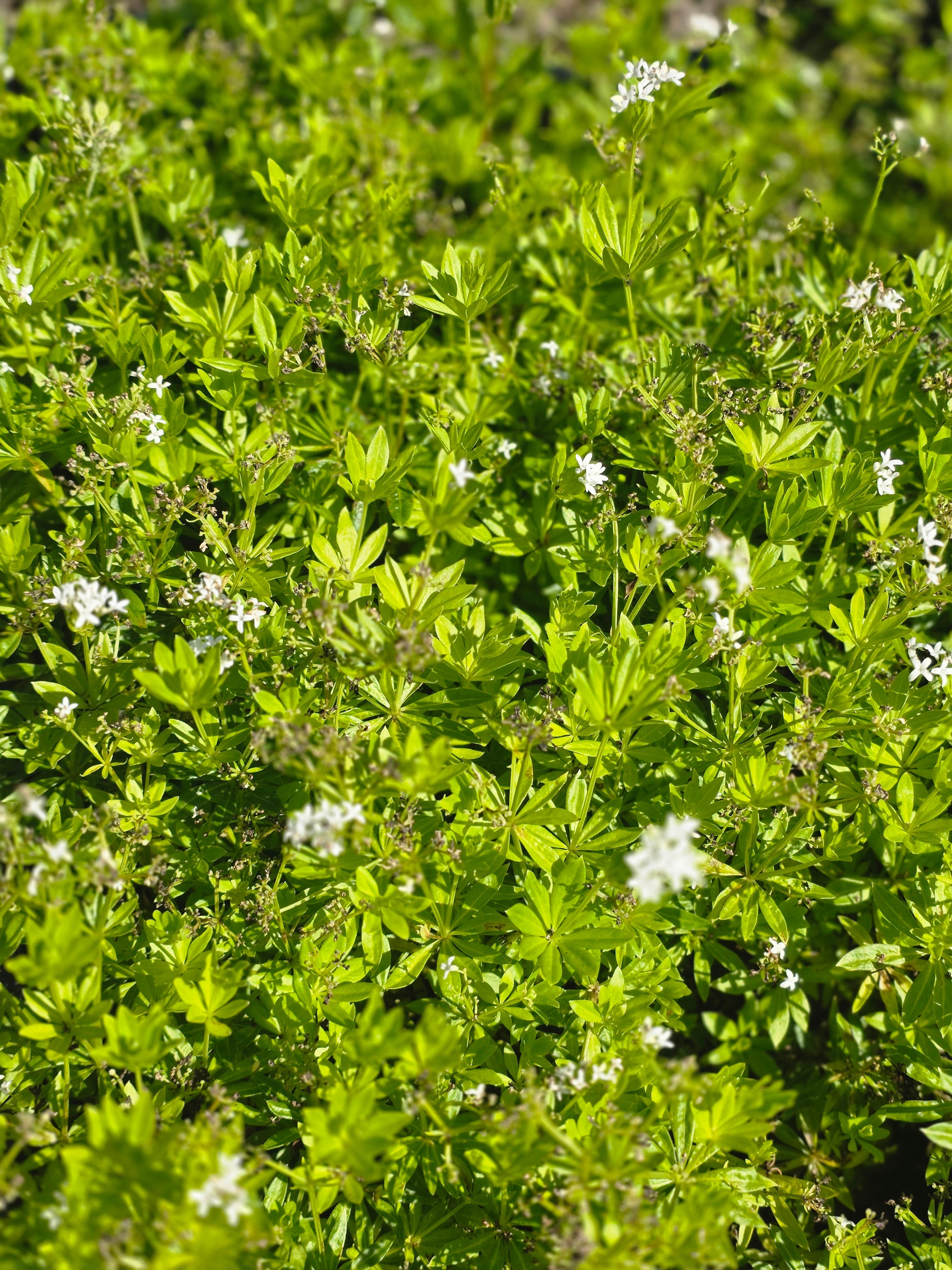 Echter Waldmeister - Galium odoratum