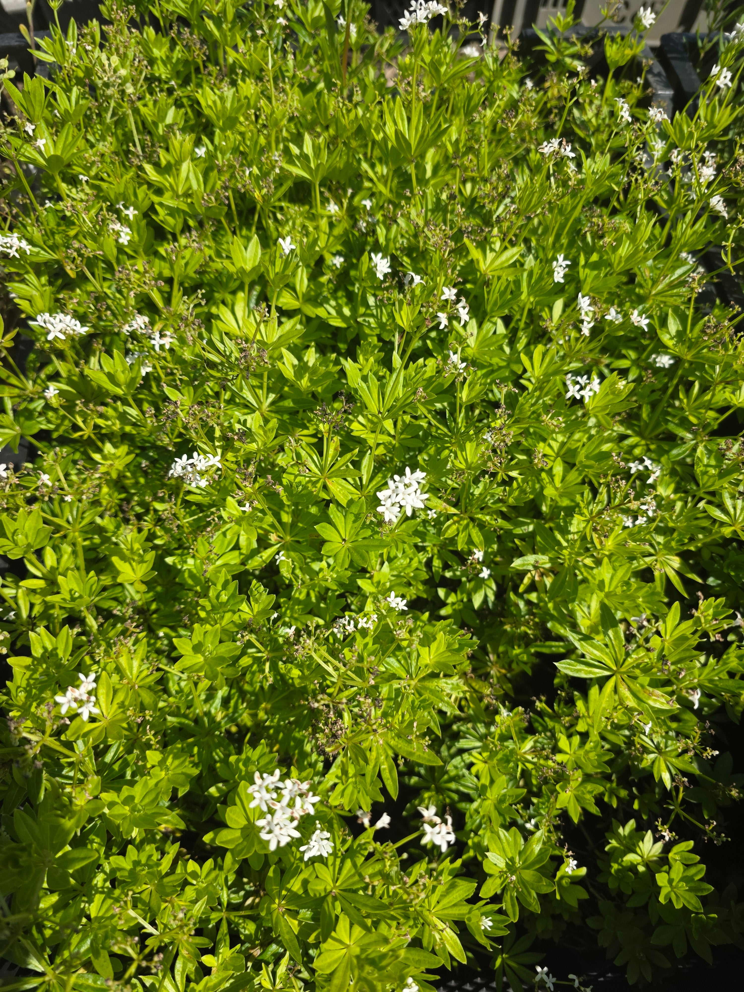 Echter Waldmeister - Galium odoratum