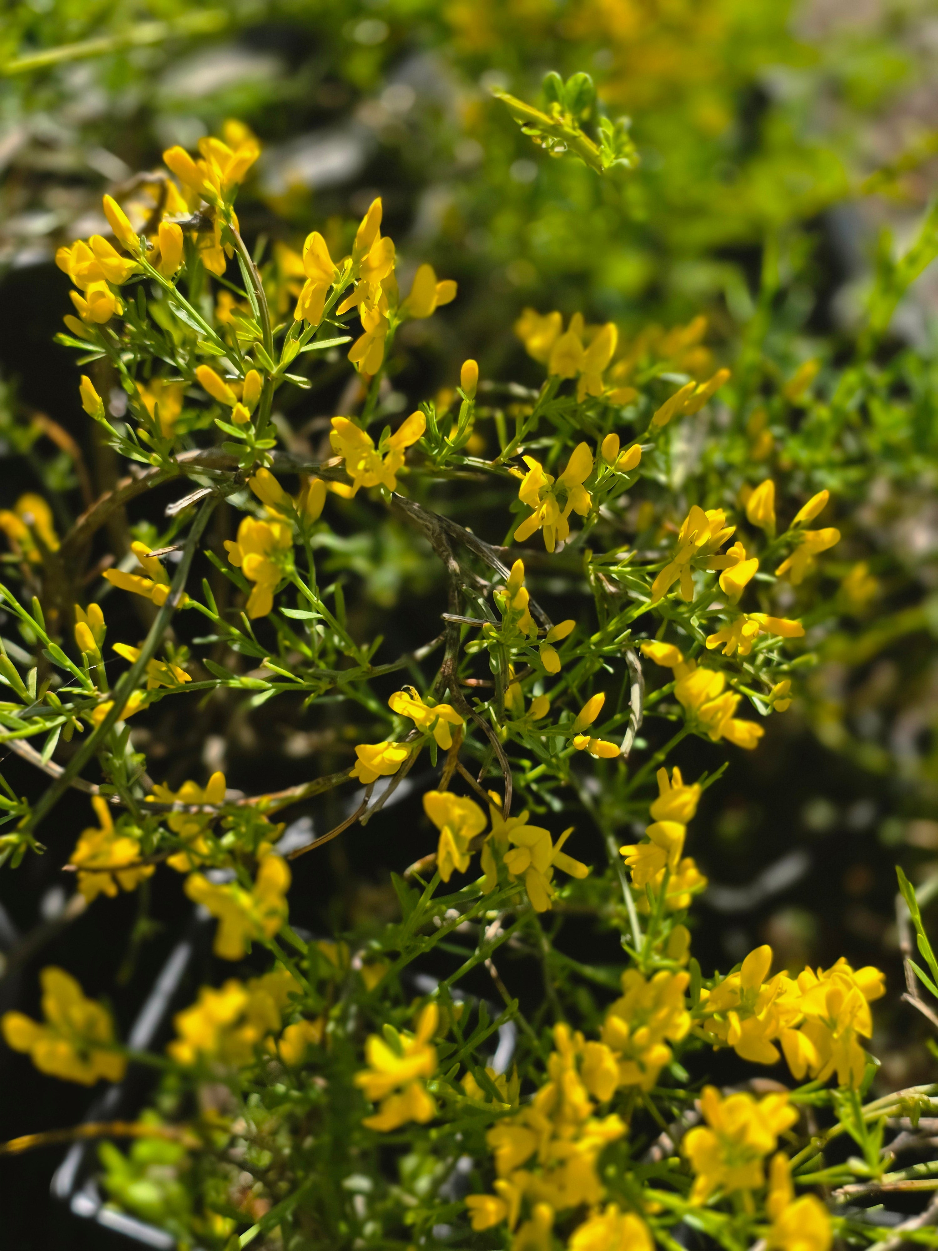 Kissenginster - Cytisus decumbens