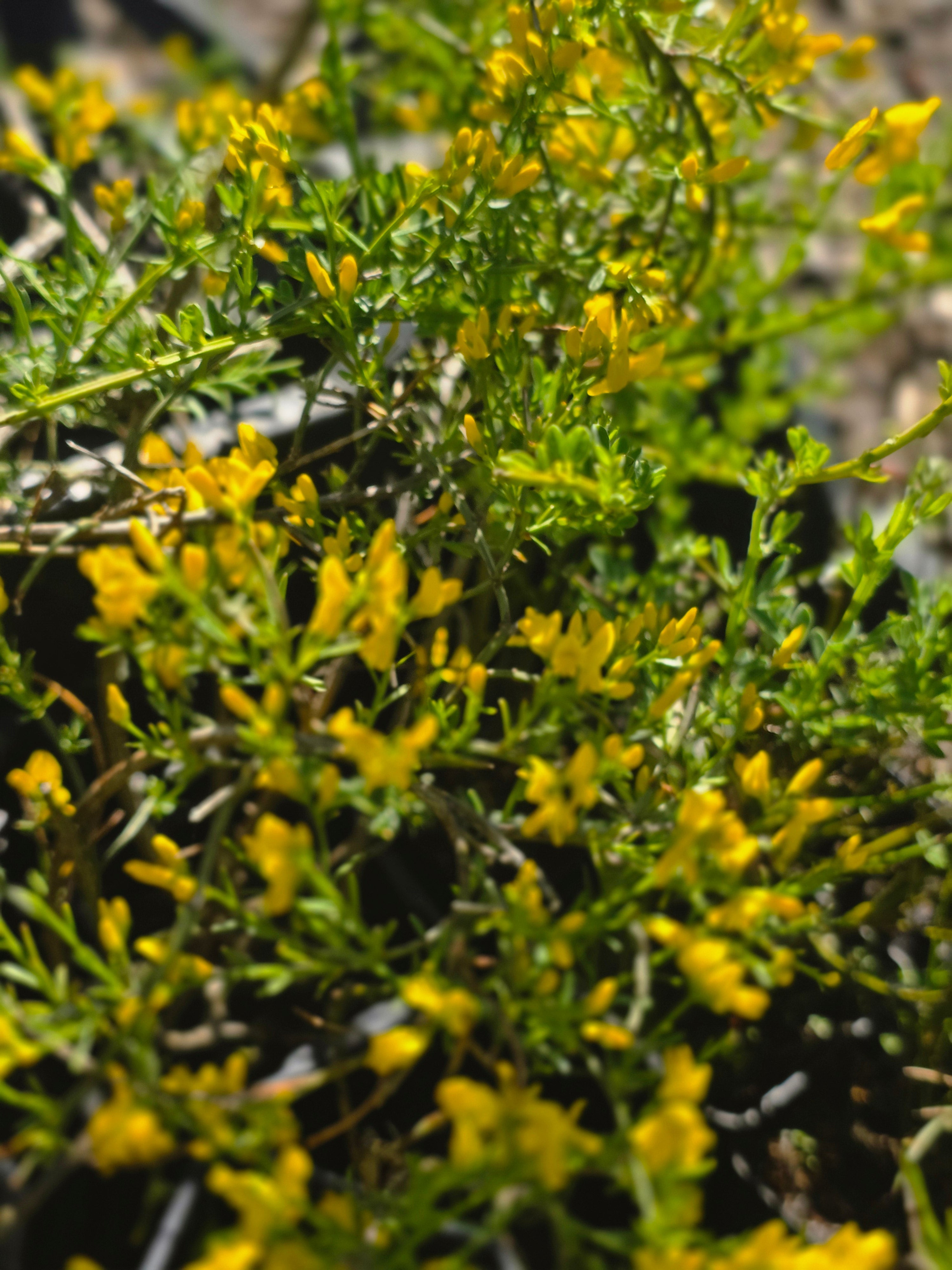 Kissenginster - Cytisus decumbens