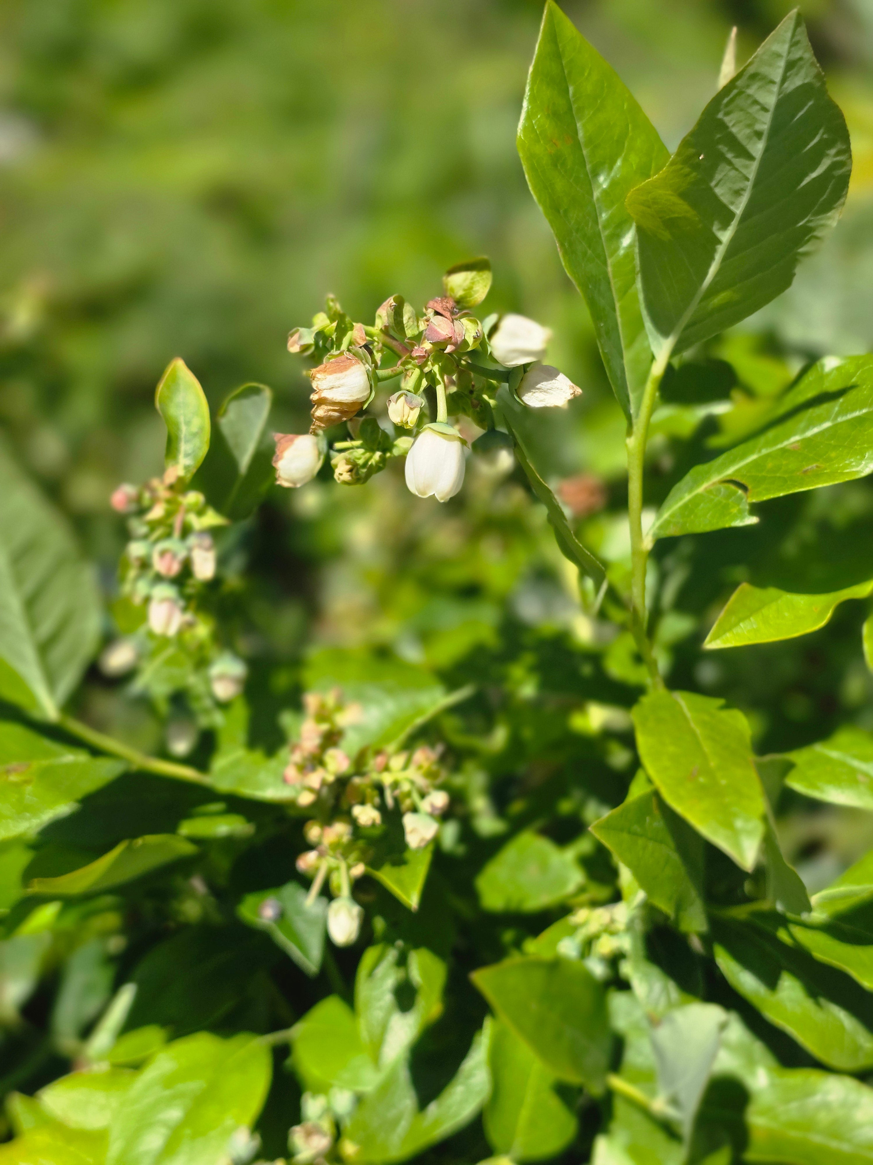 Kulturheidelbeere 'Hardyblue' - Vaccinium corymb.'Hardyblue'
