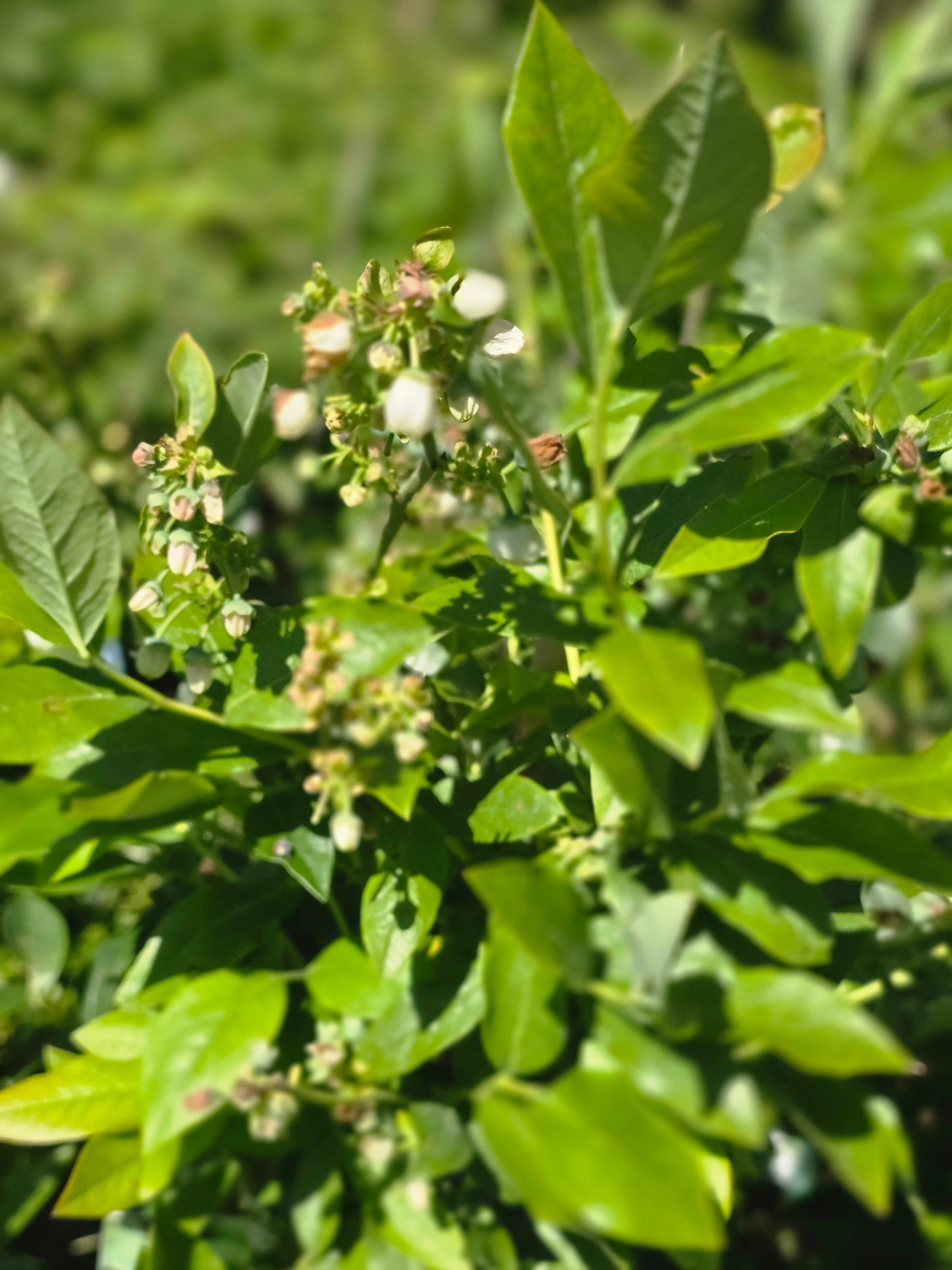Kulturheidelbeere 'Hardyblue' - Vaccinium corymb.'Hardyblue'