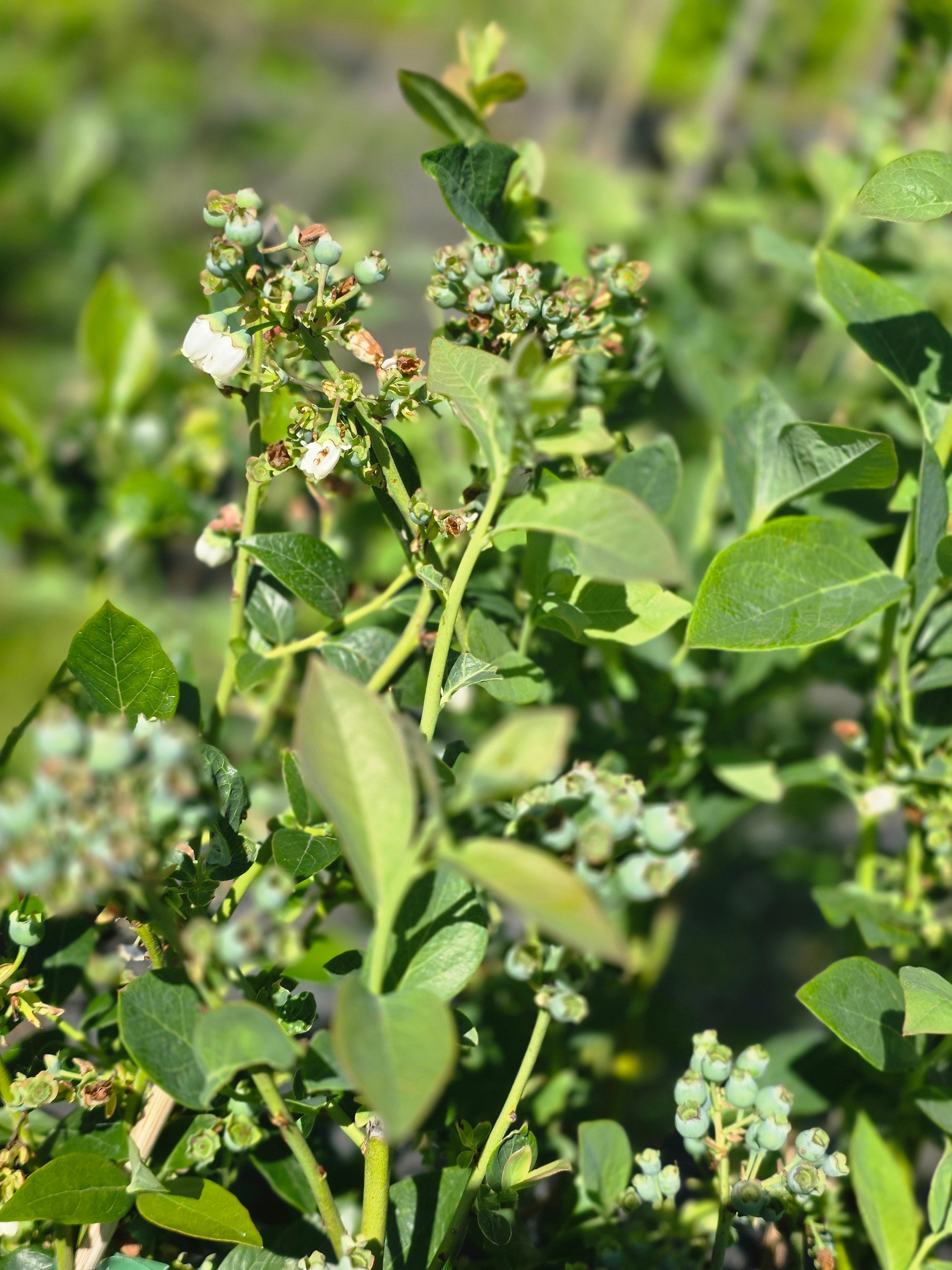 Heidelbeere 'Reka' ® - Vaccinium corymb.'Reka' ®