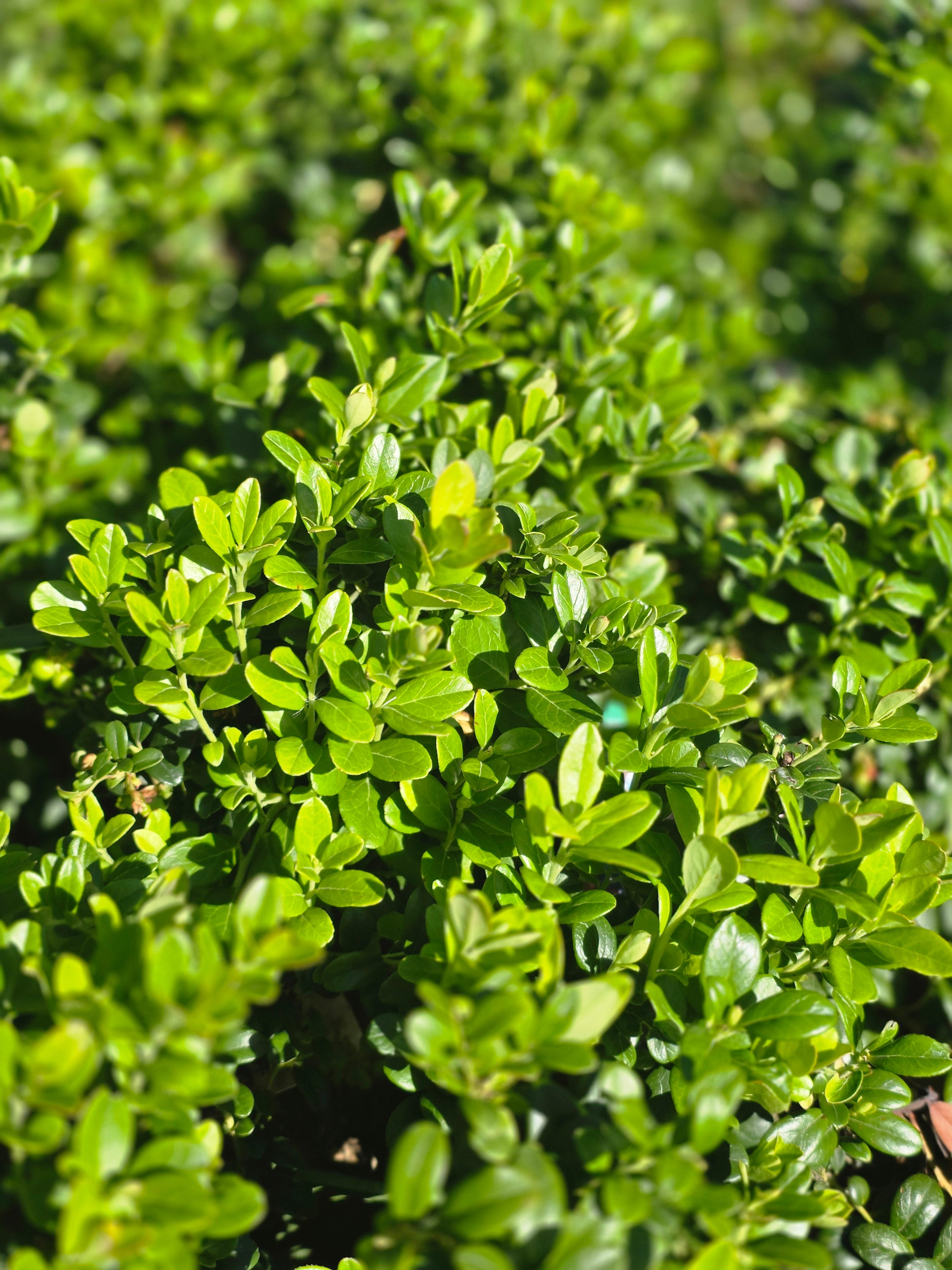 Preiselbeere 'Erntekrone' - Vaccinium vitis-idaea 'Erntekrone'