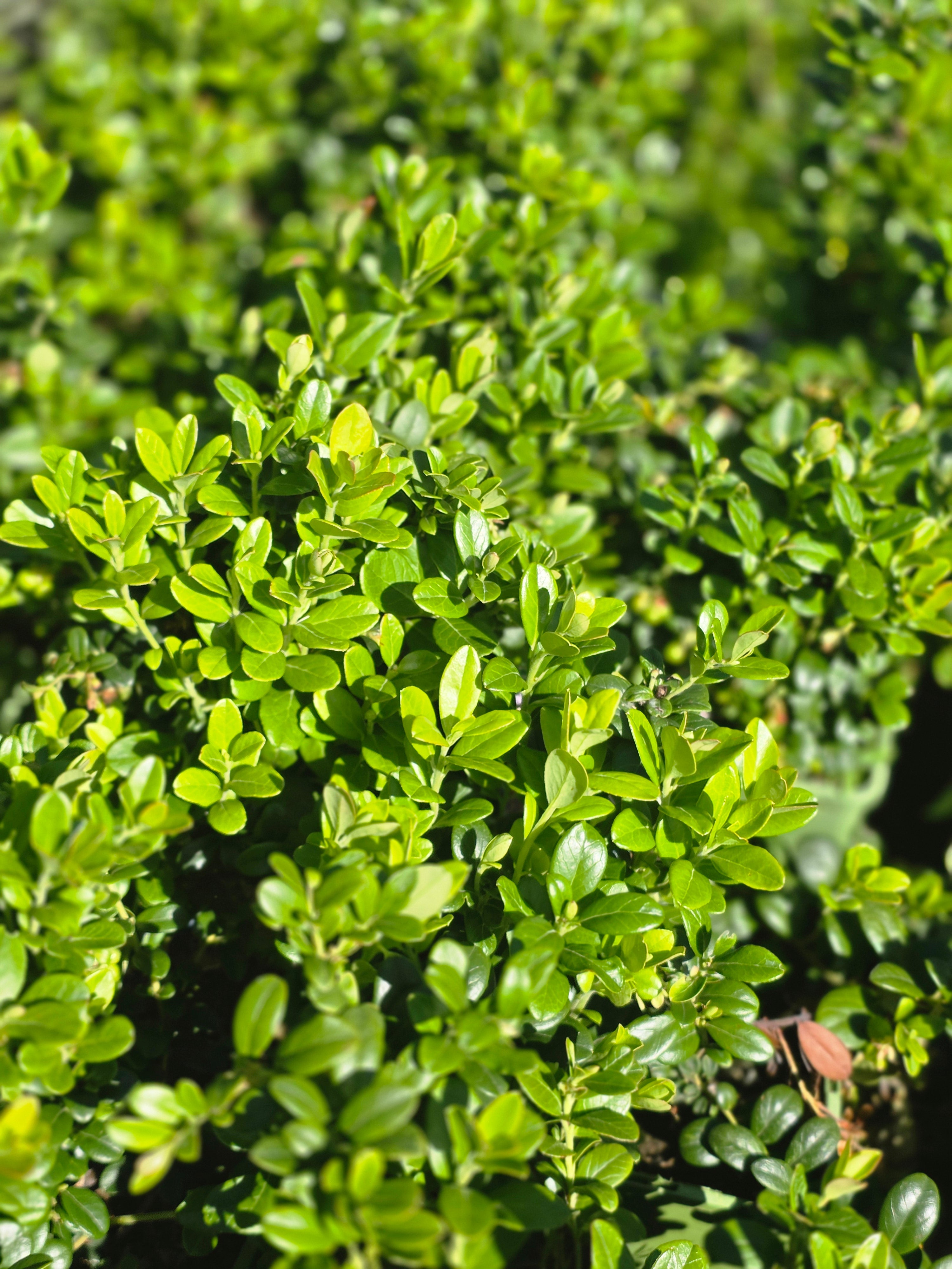Preiselbeere 'Erntekrone' - Vaccinium vitis-idaea 'Erntekrone'