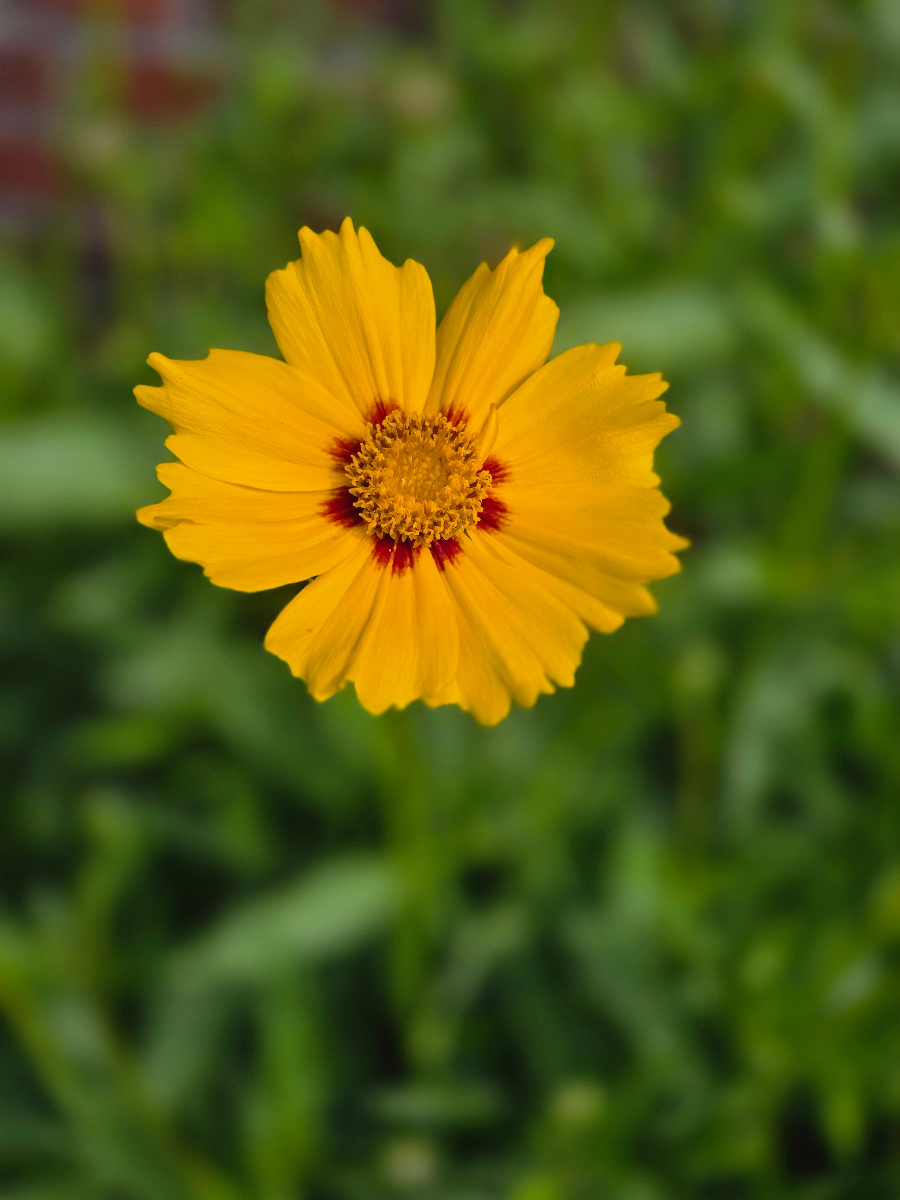 Großblumiges Garten-Mädchenauge - Coreopsis grandiflora 'Sonnenkind'