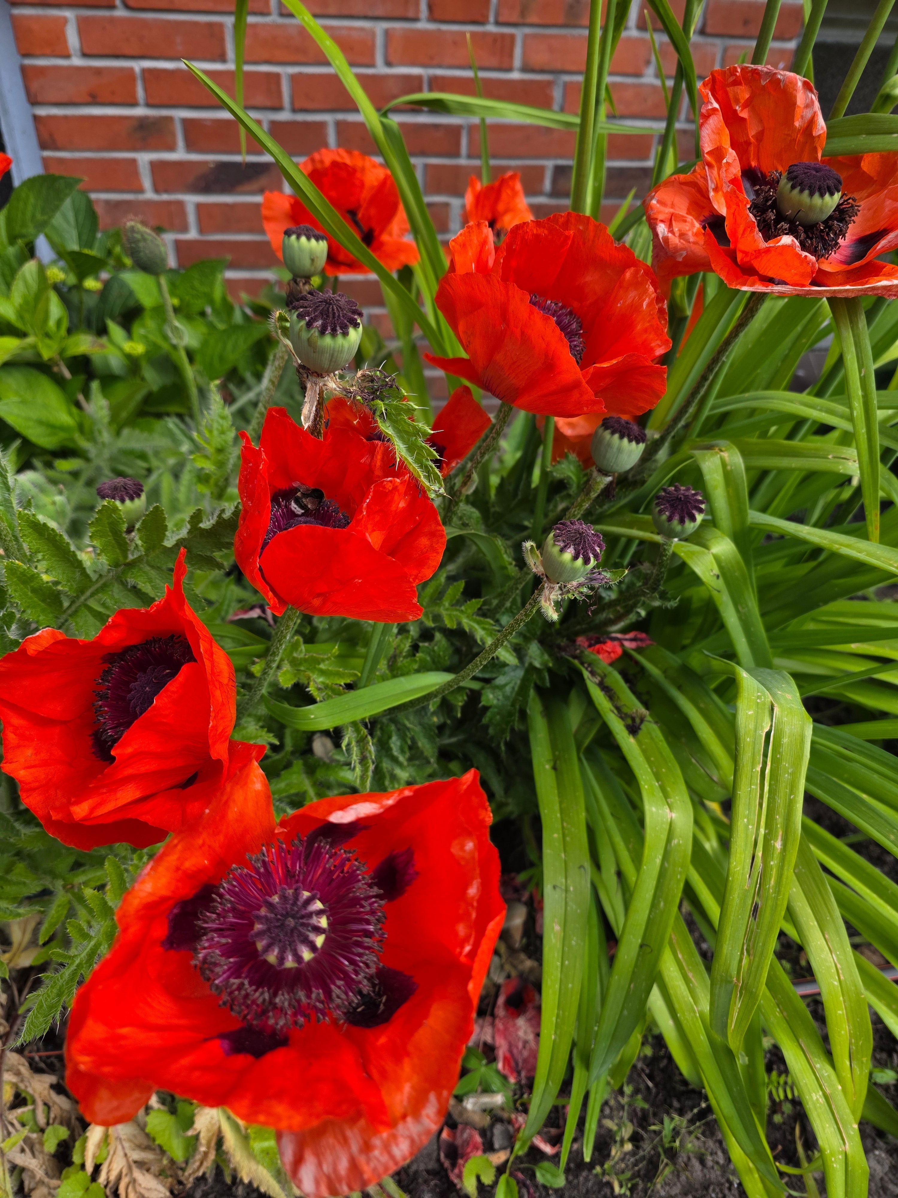 Orientalischer Garten-Mohn Beauty of Livermere - Papaver orientale 'Beauty of Livermere'