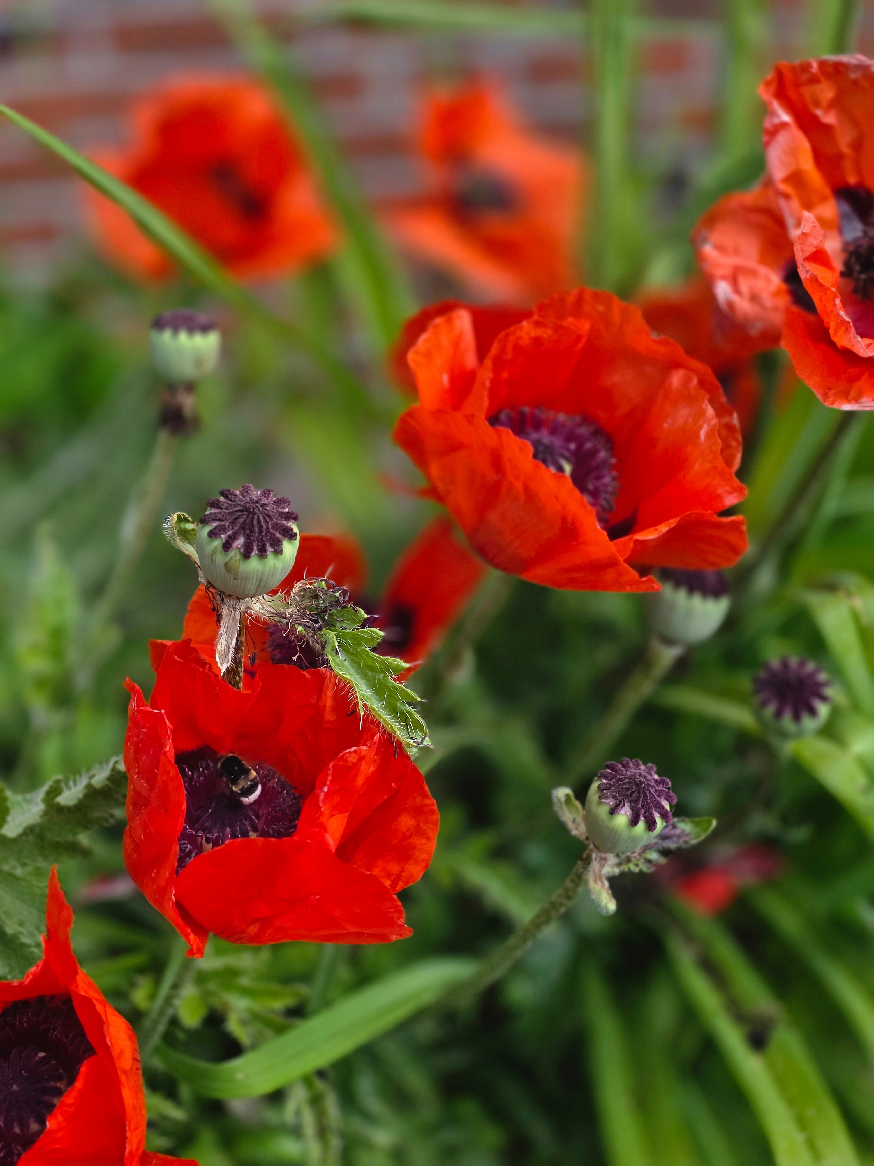 Orientalischer Garten-Mohn Beauty of Livermere - Papaver orientale 'Beauty of Livermere'