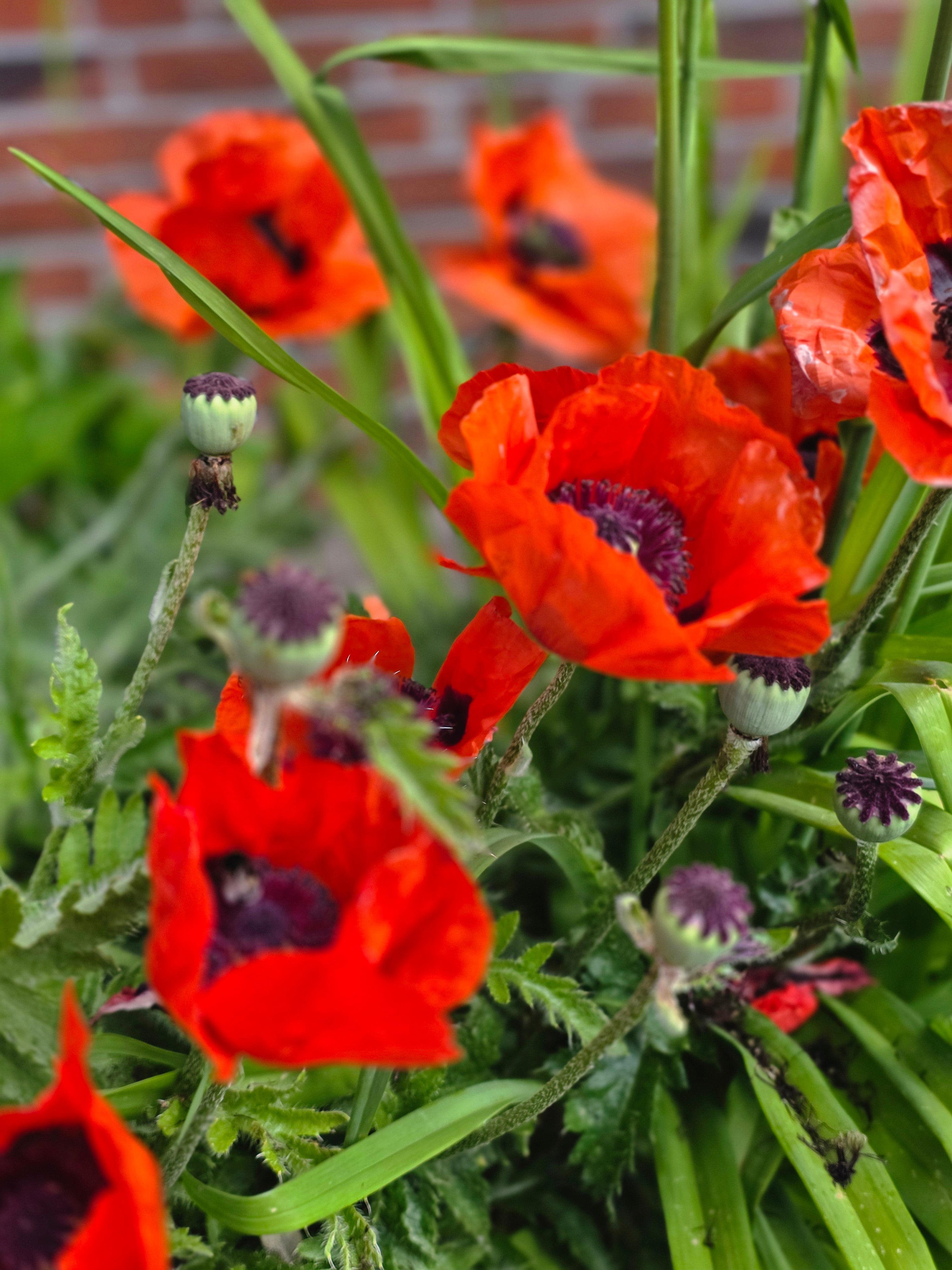 Orientalischer Garten-Mohn Beauty of Livermere - Papaver orientale 'Beauty of Livermere'