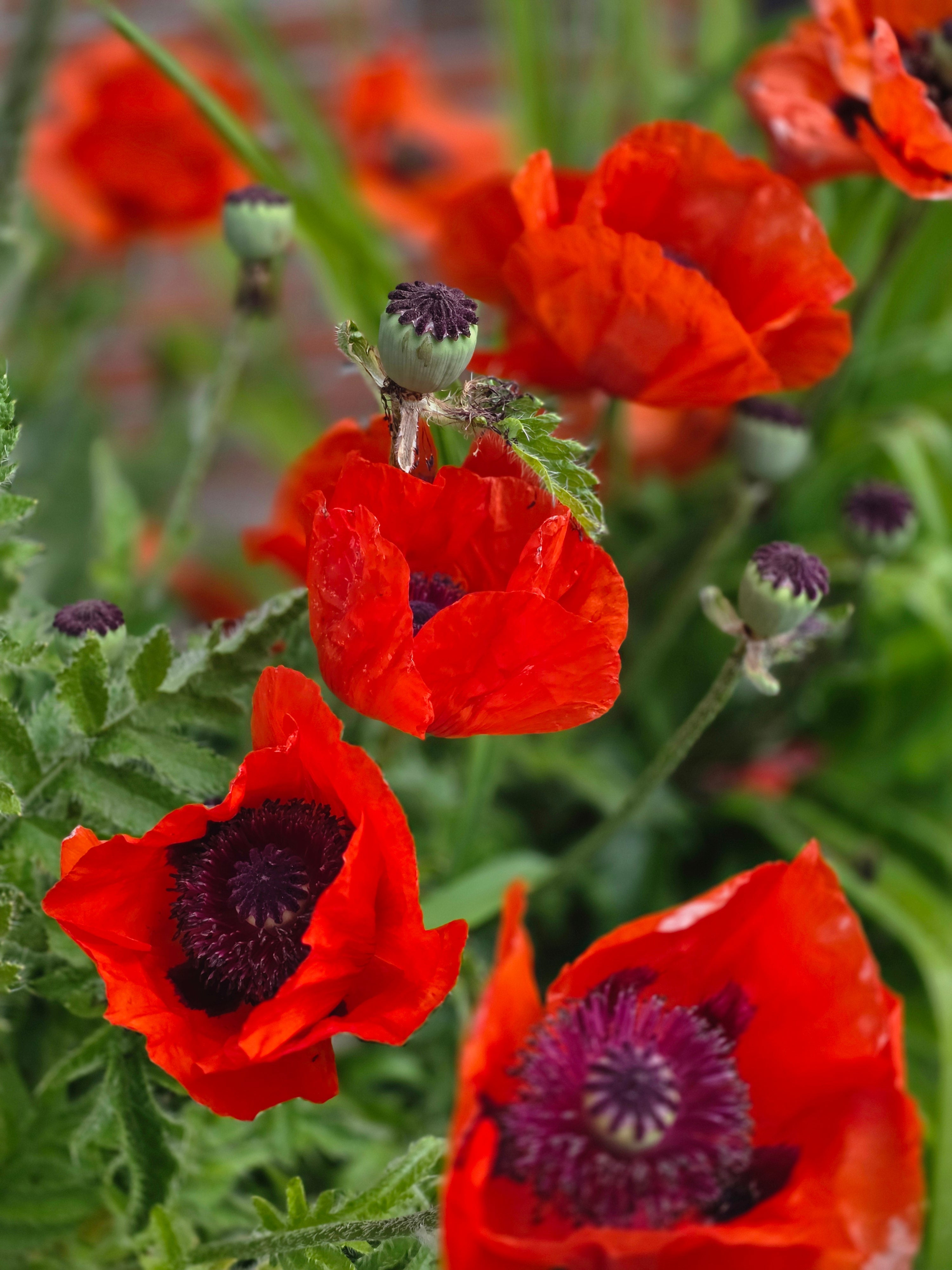 Orientalischer Garten-Mohn Beauty of Livermere - Papaver orientale 'Beauty of Livermere'