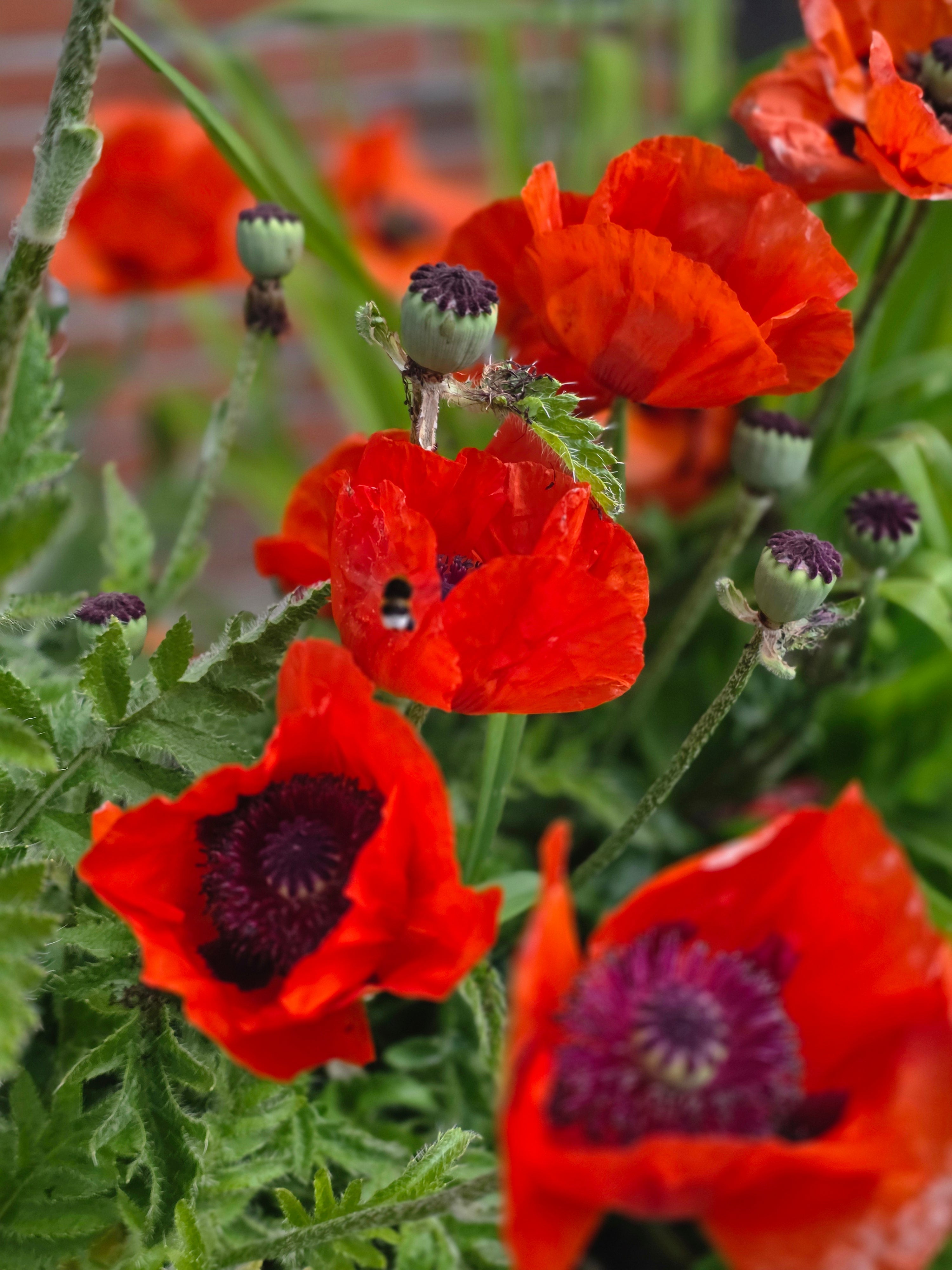 Orientalischer Garten-Mohn Beauty of Livermere - Papaver orientale 'Beauty of Livermere'