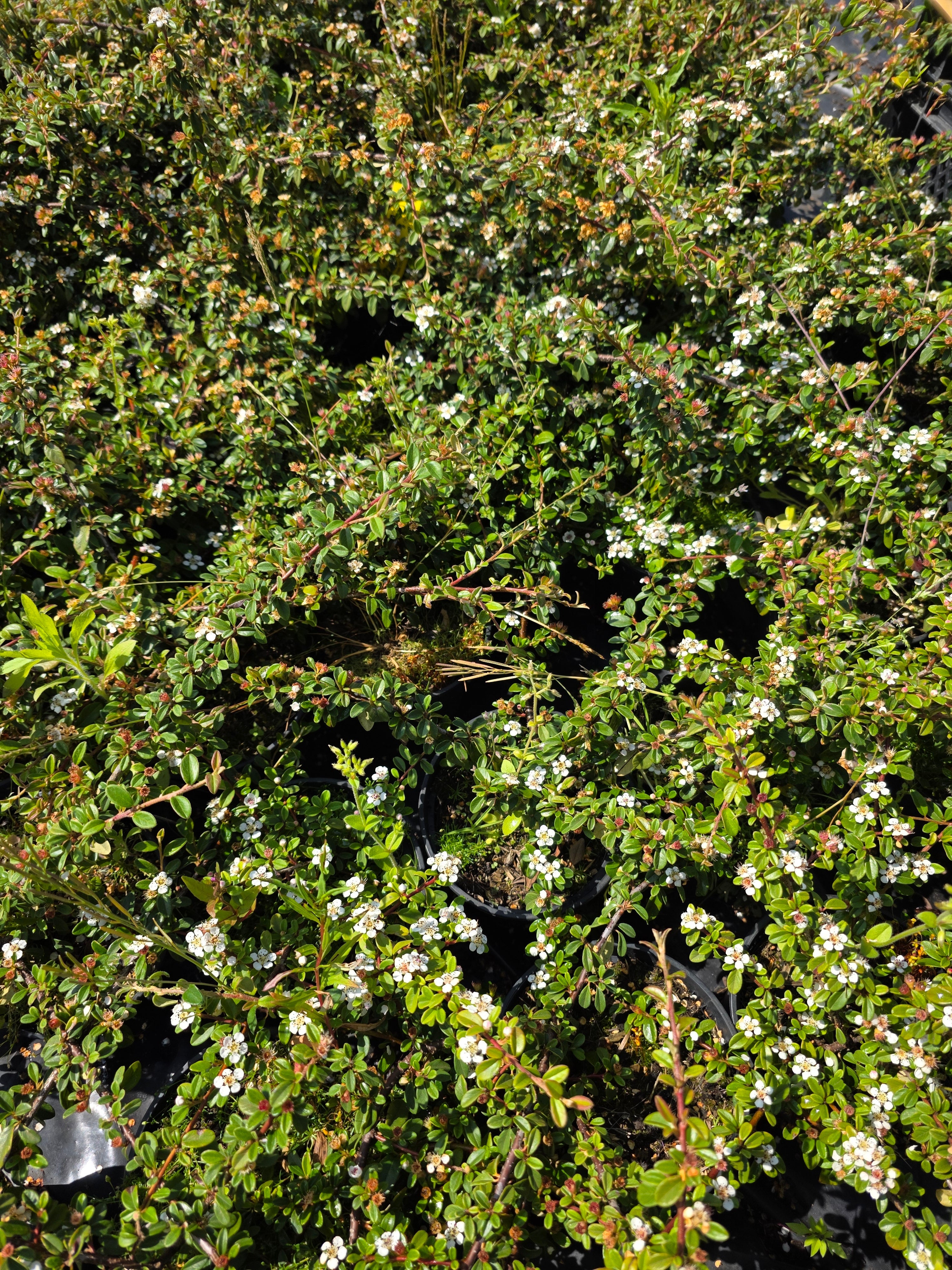 Zwergmispel 'Queen of Carpets' - Cotoneaster procumbens 'Queen of Carpets'