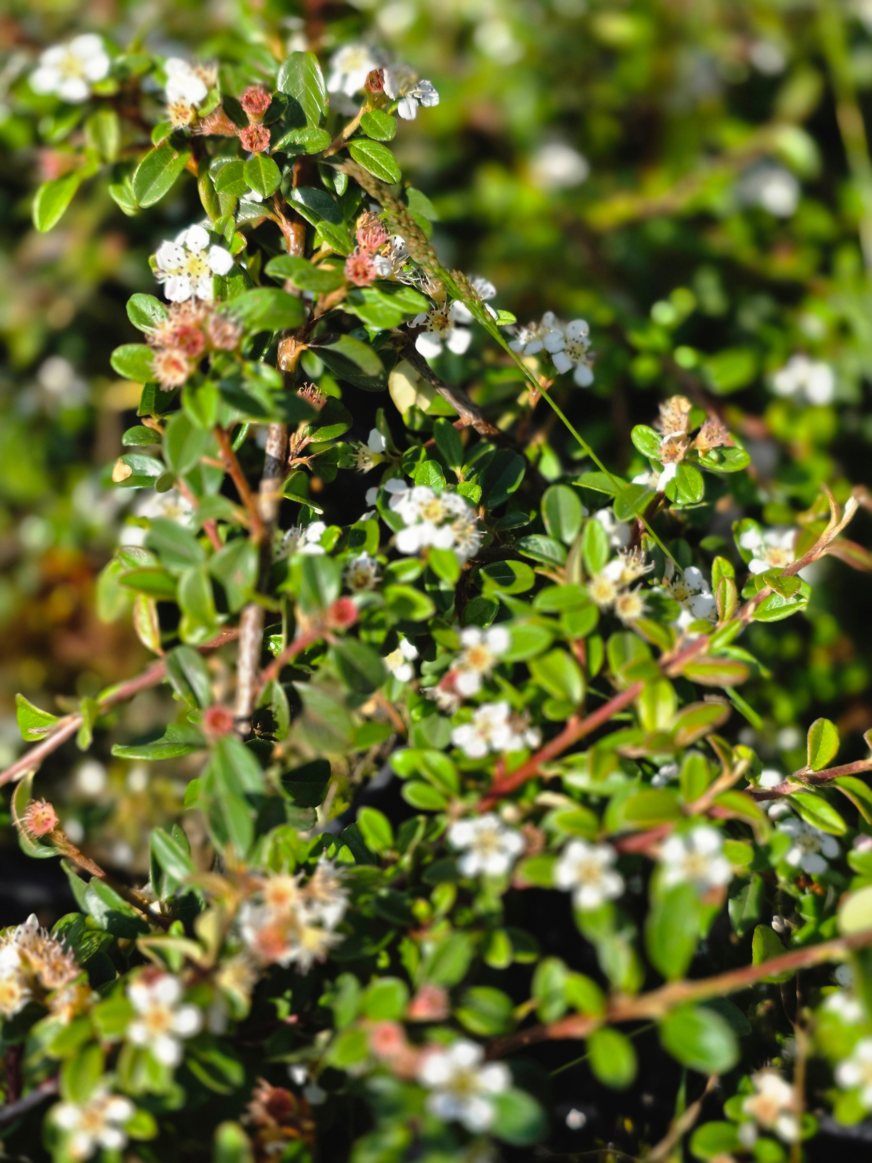Zwergmispel 'Queen of Carpets' - Cotoneaster procumbens 'Queen of Carpets'