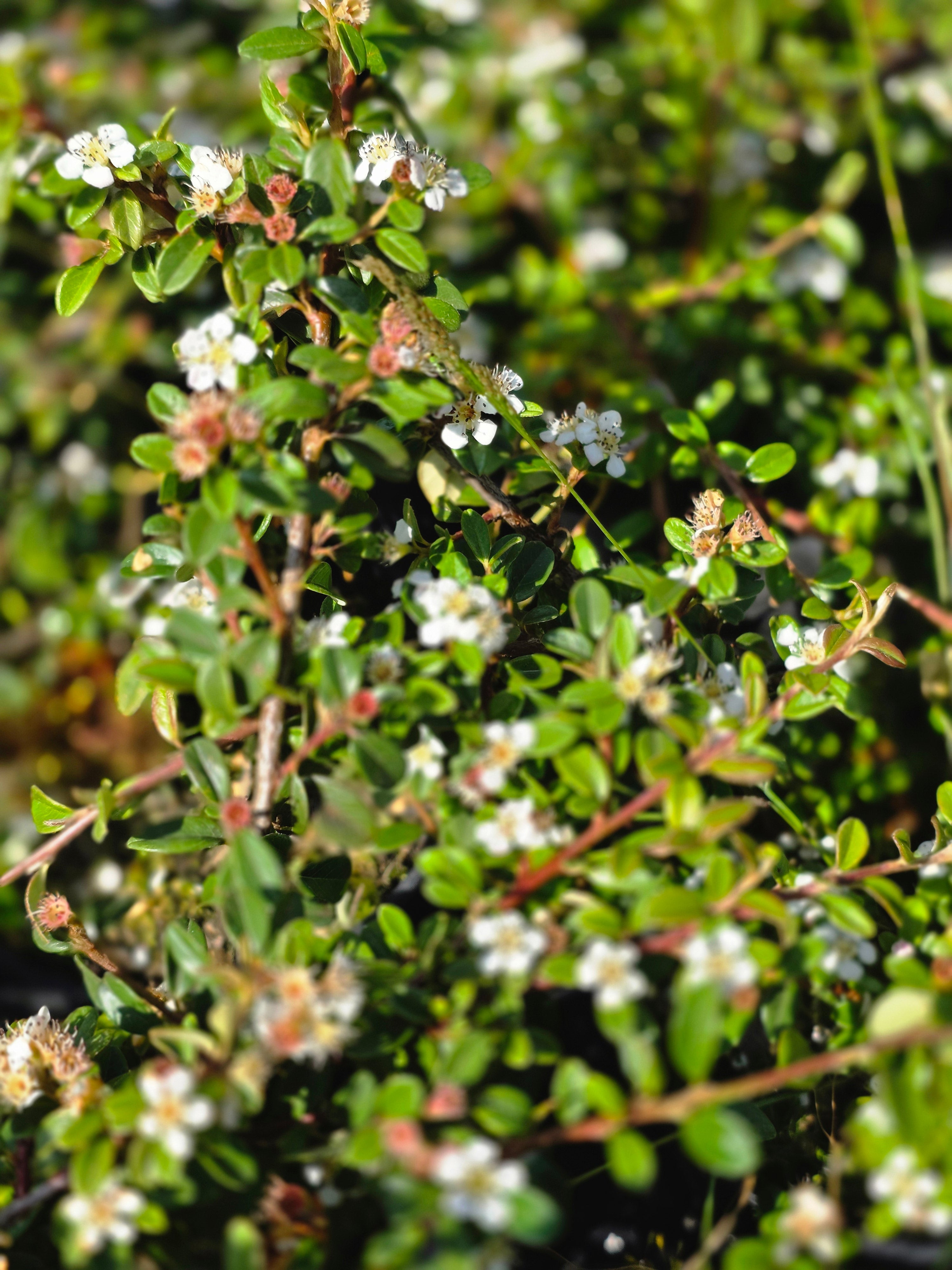 Zwergmispel 'Queen of Carpets' - Cotoneaster procumbens 'Queen of Carpets'