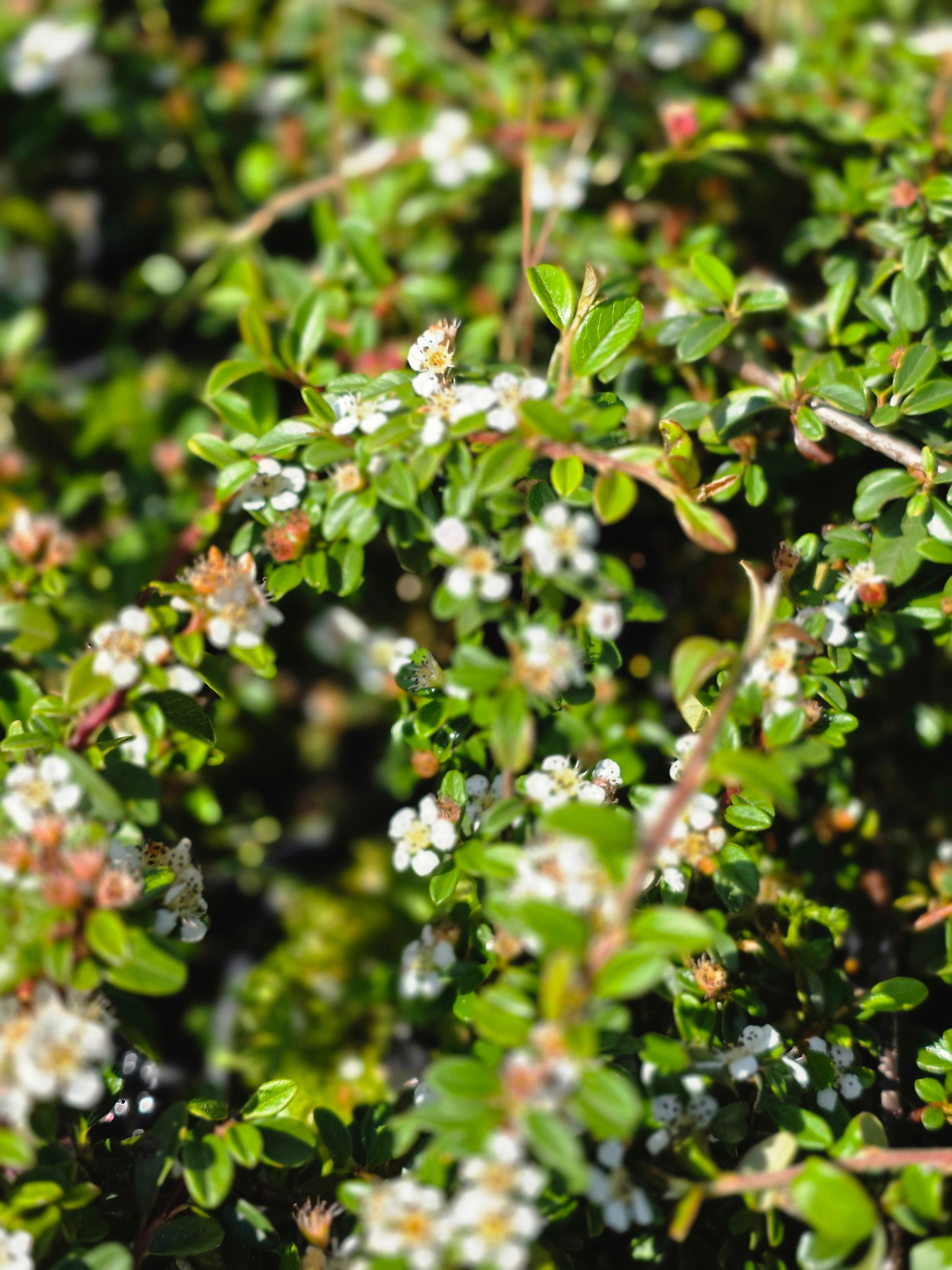 Zwergmispel 'Queen of Carpets' - Cotoneaster procumbens 'Queen of Carpets'