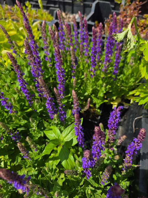 Garten-Blüten-Salbei 'Ostfriesland' - Salvia nemorosa 'Ostfriesland'