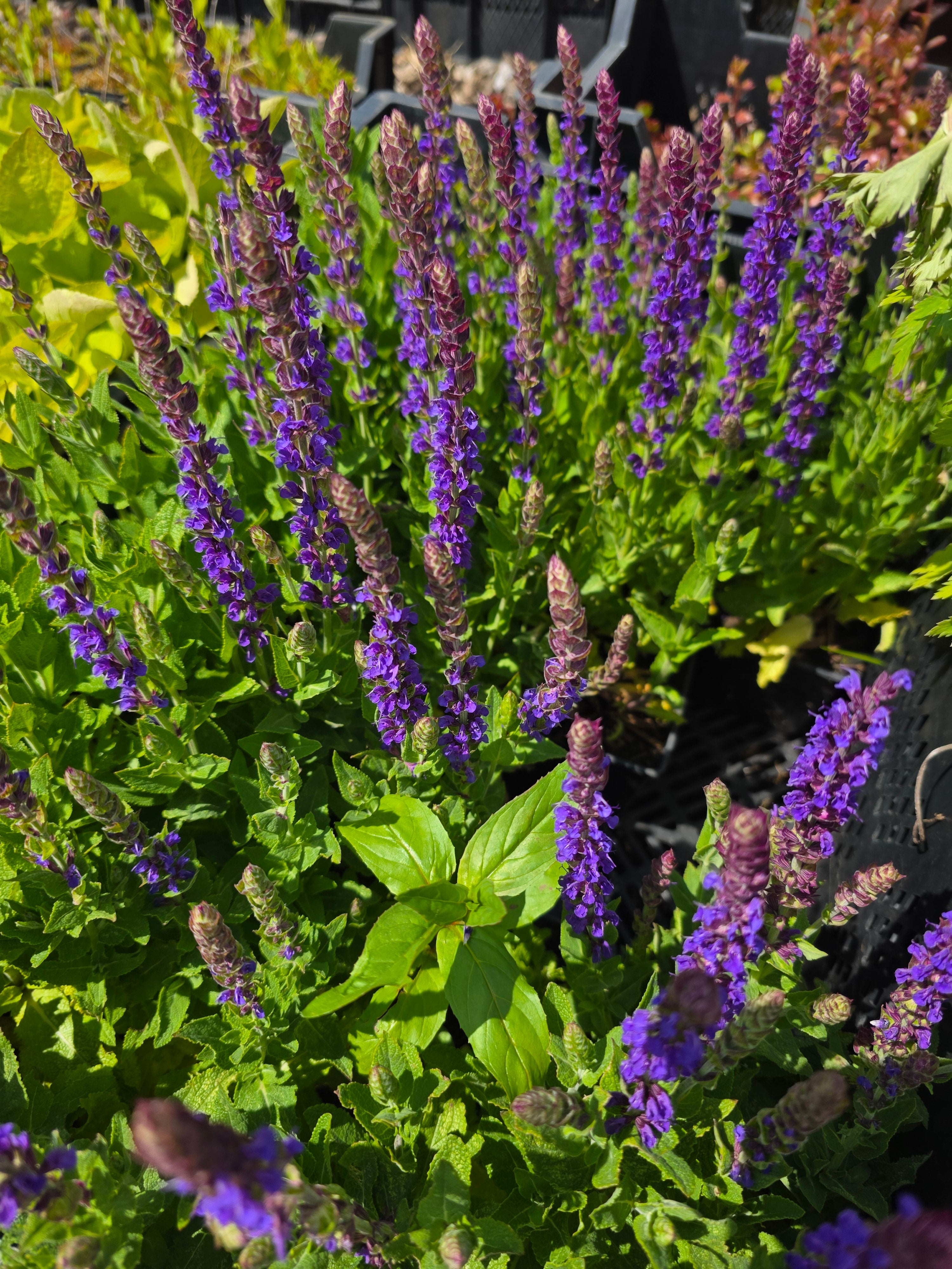 Garten-Blüten-Salbei 'Ostfriesland' - Salvia nemorosa 'Ostfriesland'