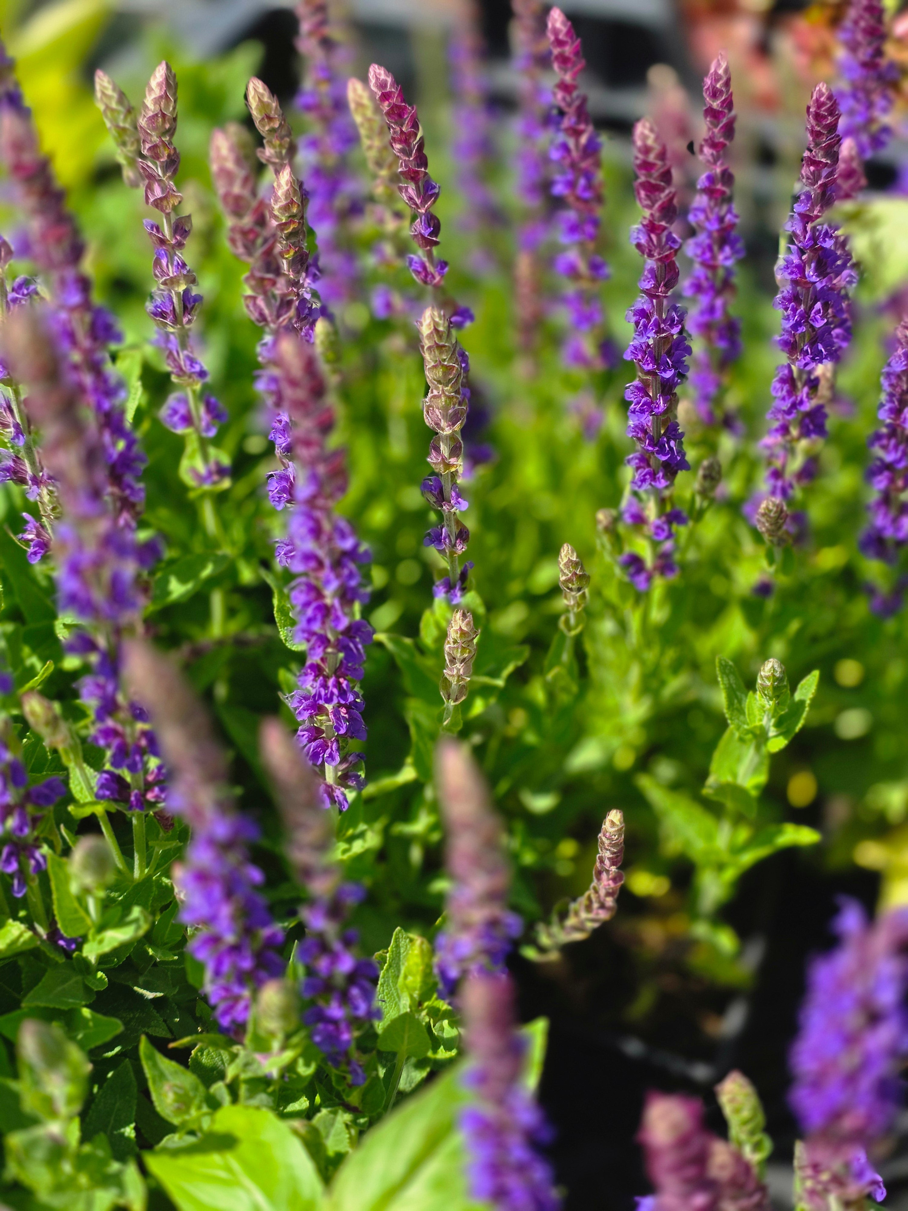 Garten-Blüten-Salbei 'Ostfriesland' - Salvia nemorosa 'Ostfriesland'