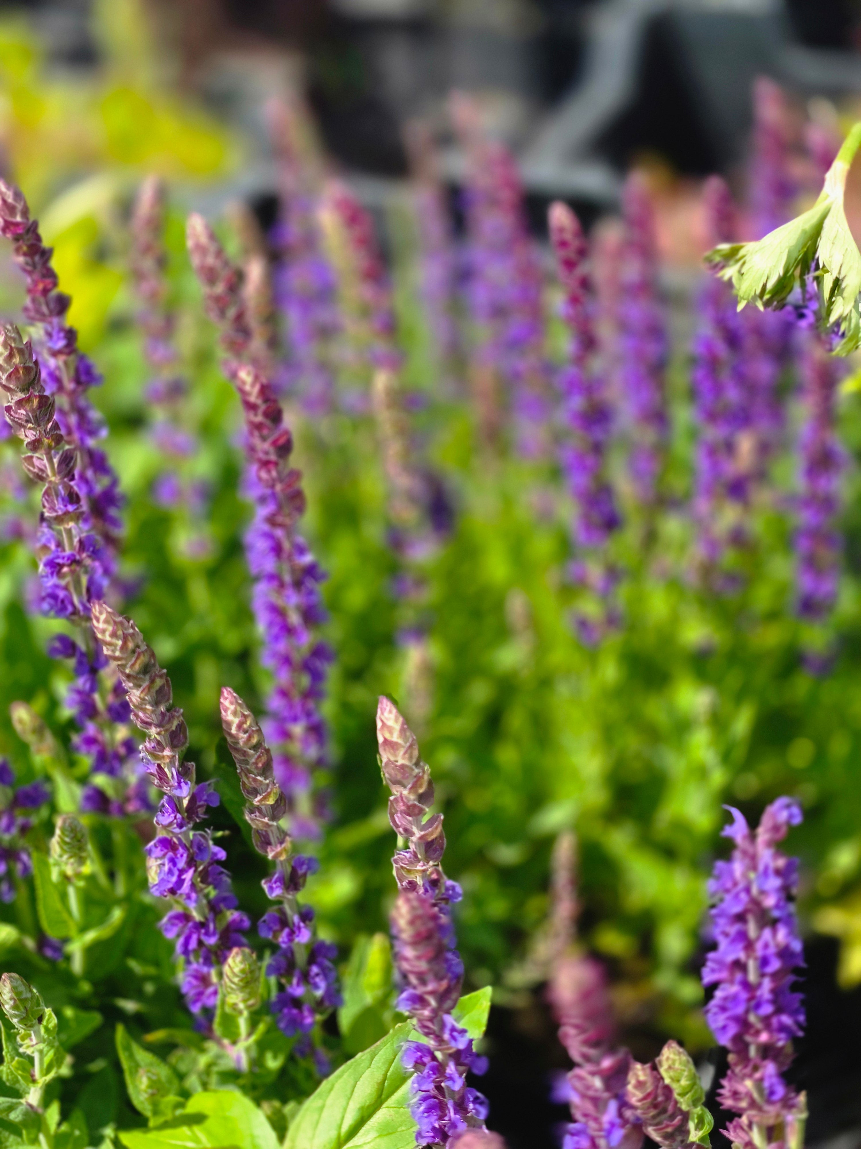 Garten-Blüten-Salbei 'Ostfriesland' - Salvia nemorosa 'Ostfriesland'