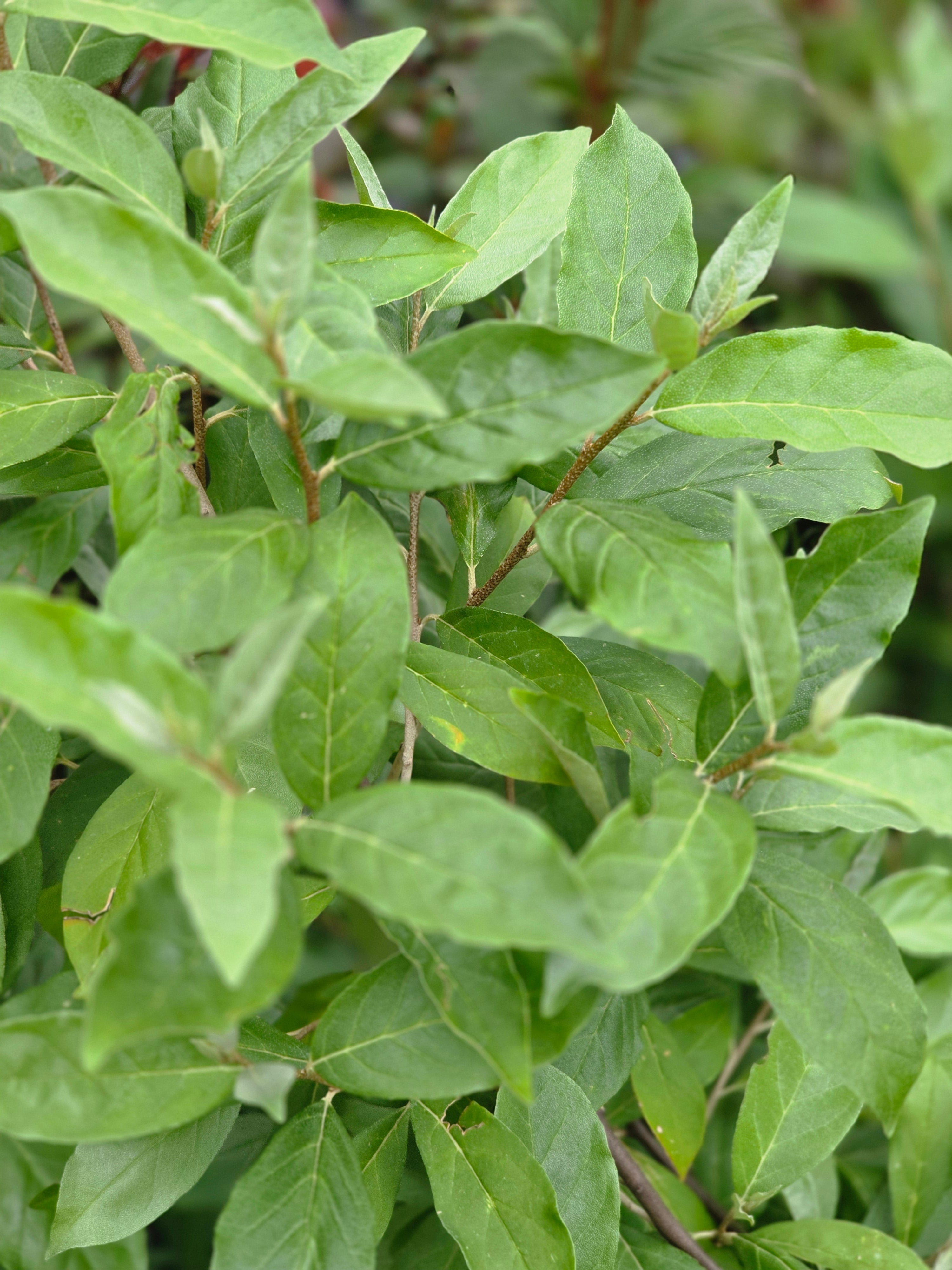 Essbare Ölweide - Elaeagnus multiflora