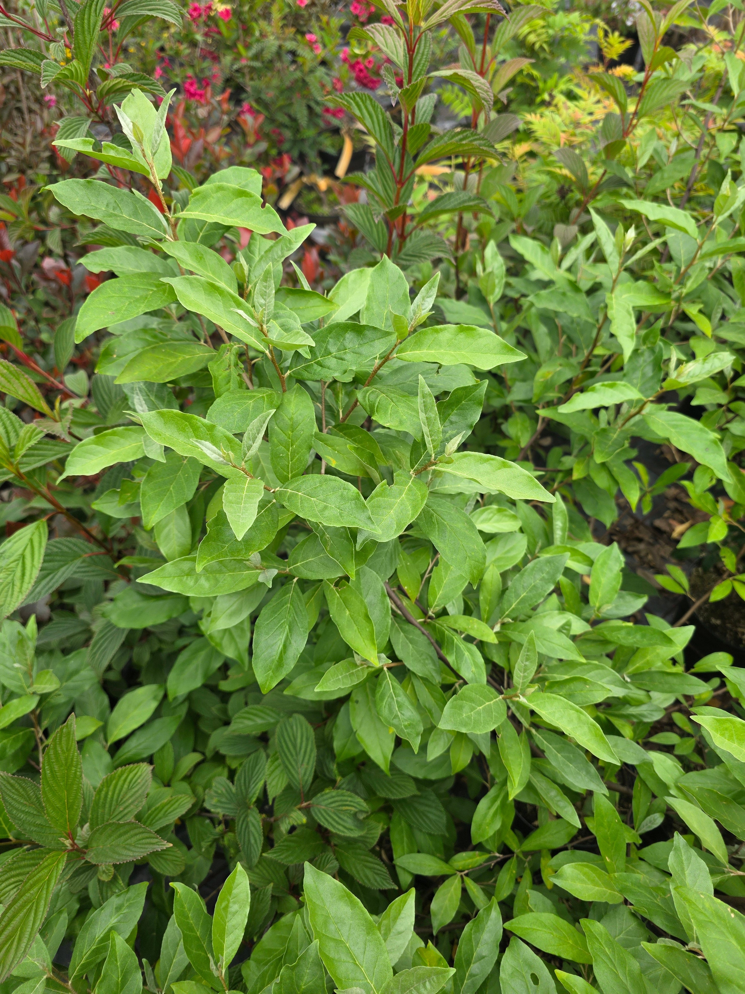 Essbare Ölweide - Elaeagnus multiflora