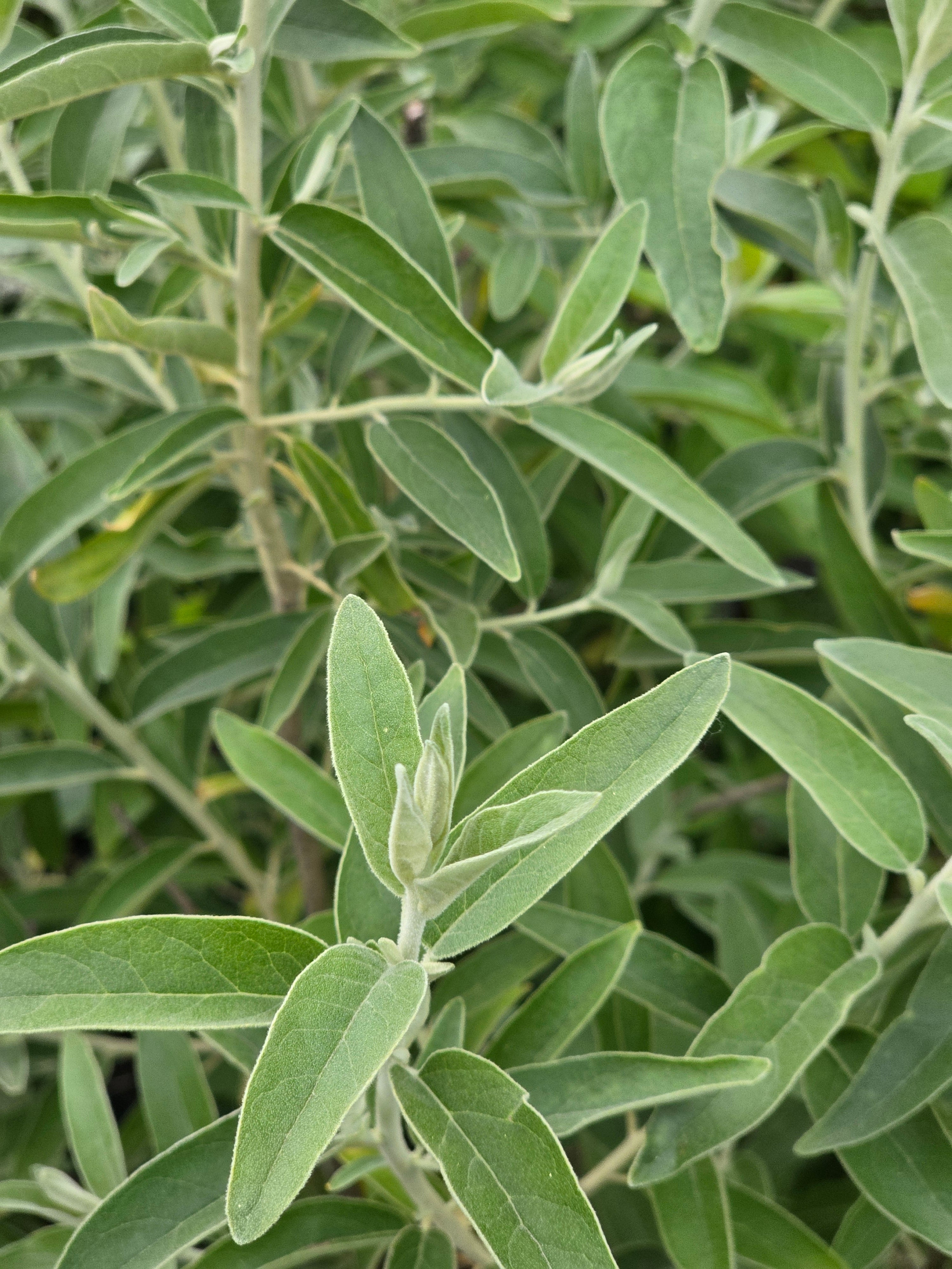 Schmalblättrige Ölweide - Elaeagnus angustifolia
