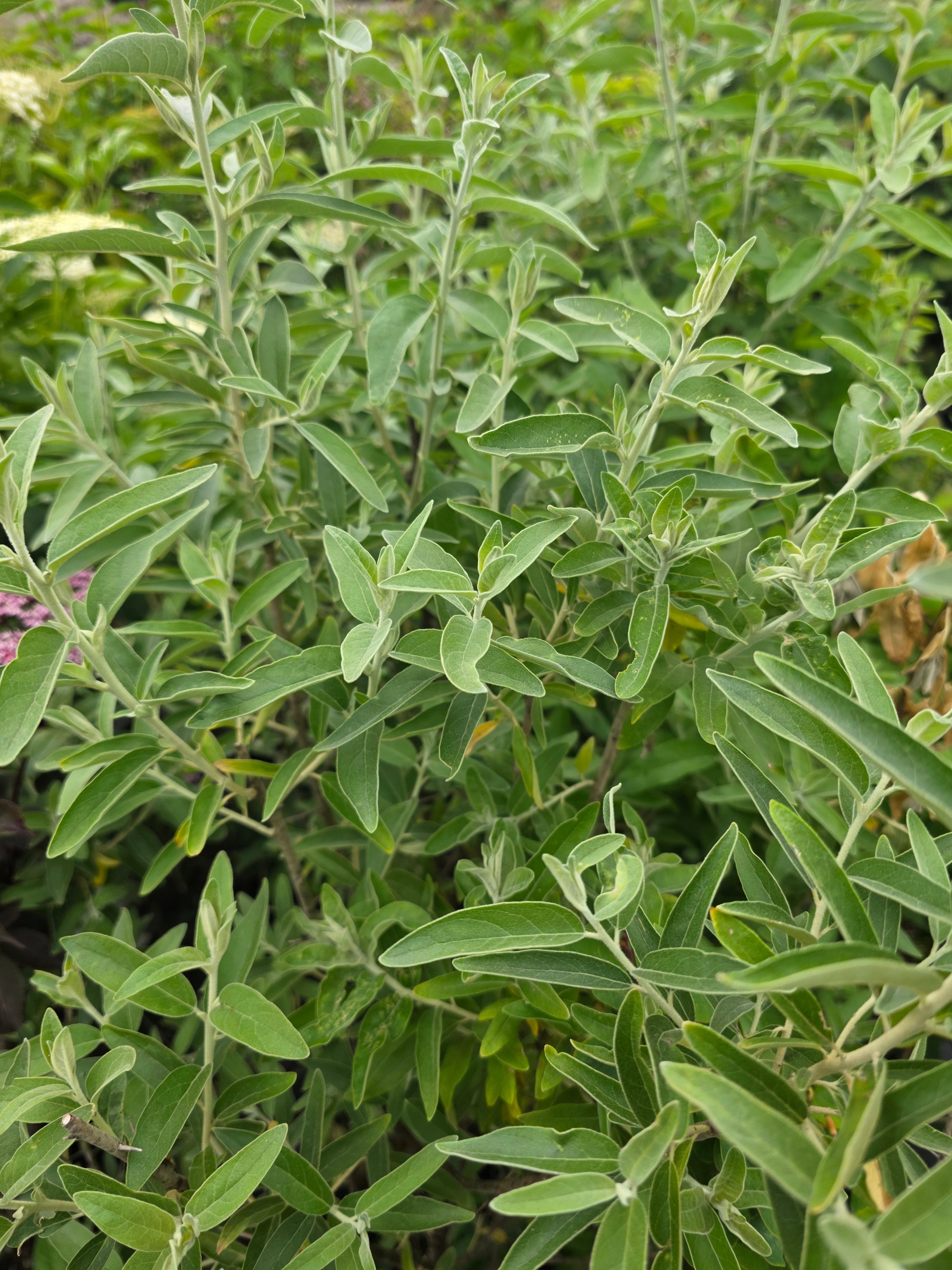 Schmalblättrige Ölweide - Elaeagnus angustifolia