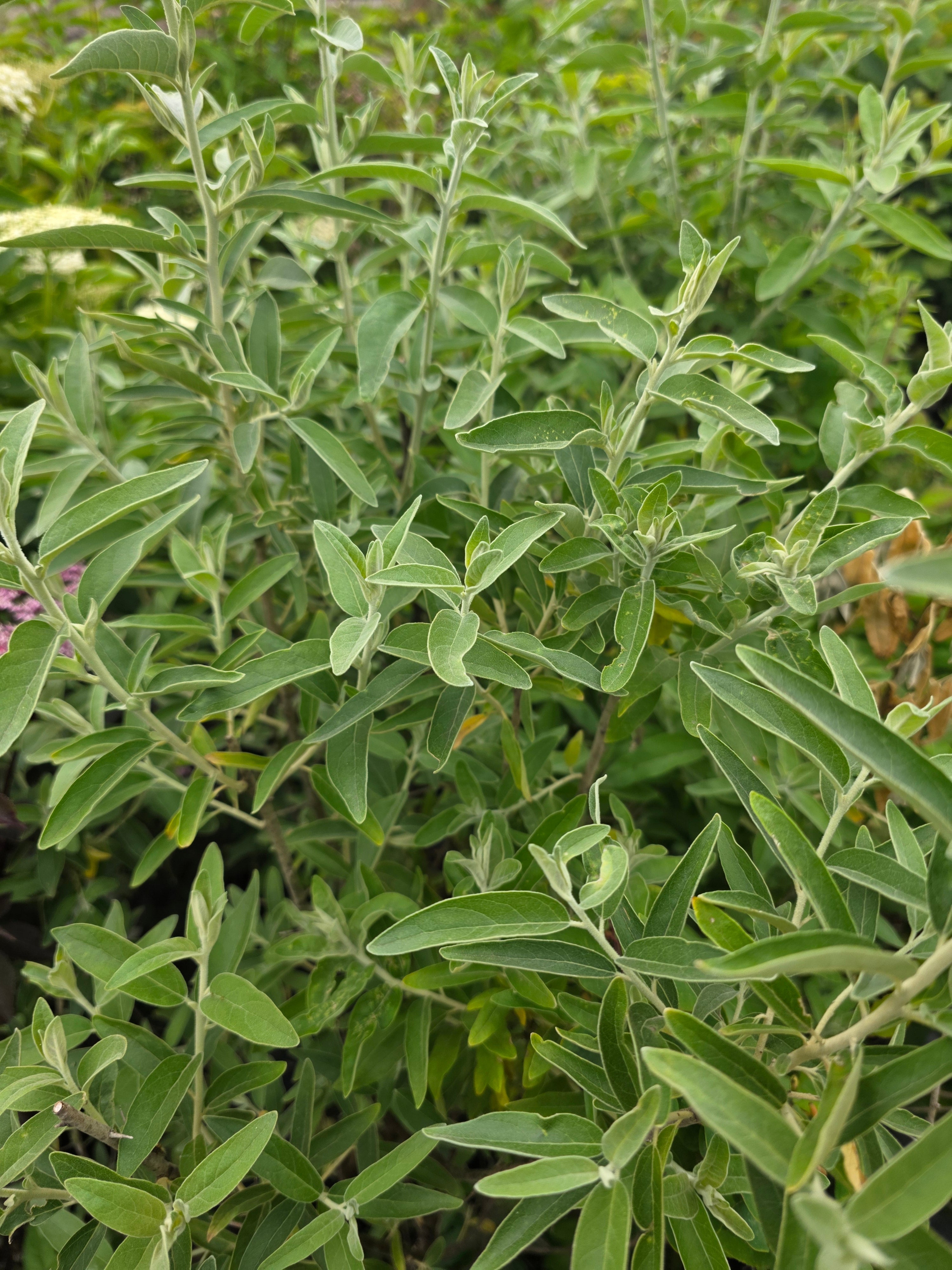 Schmalblättrige Ölweide - Elaeagnus angustifolia
