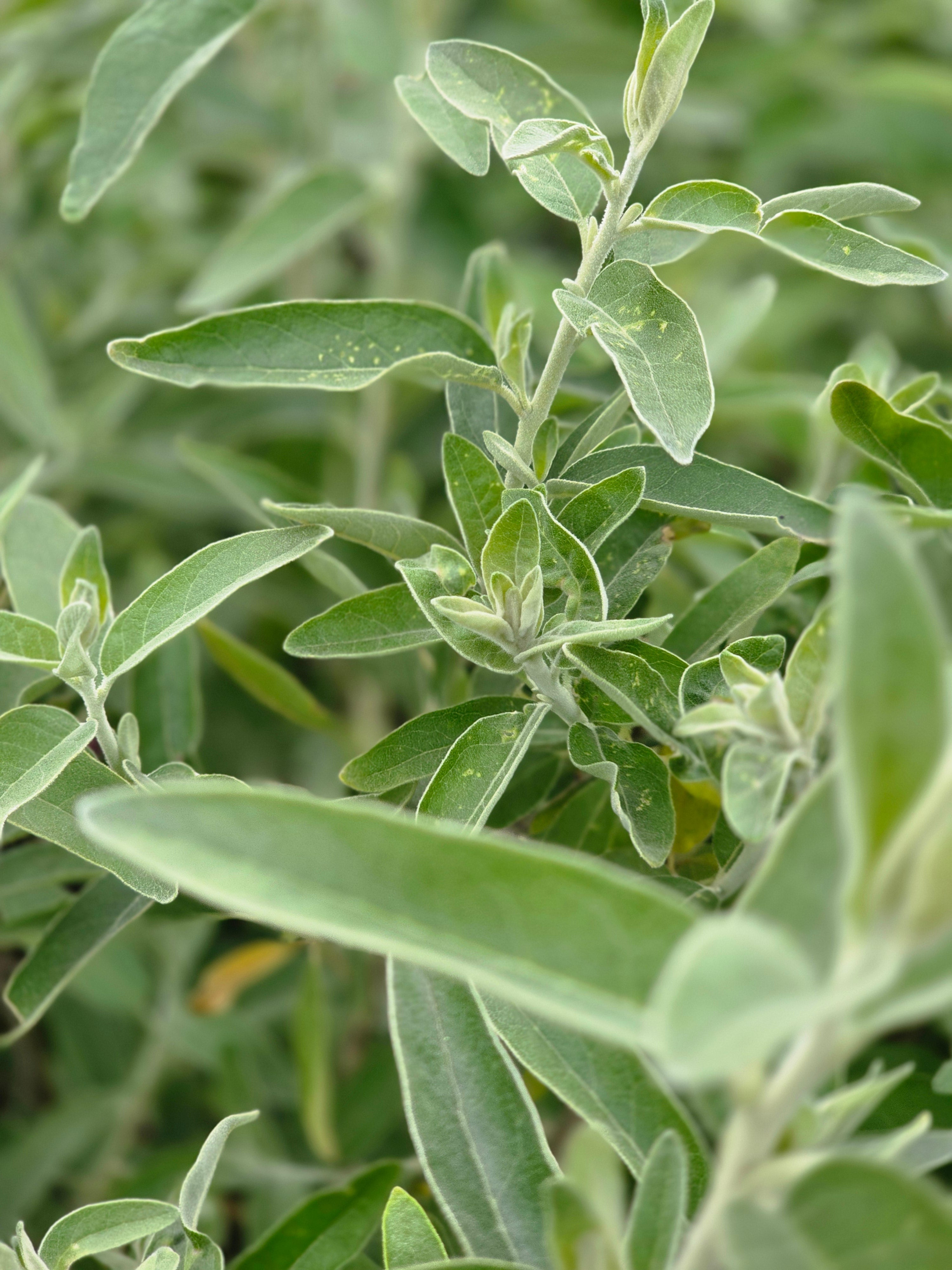 Schmalblättrige Ölweide - Elaeagnus angustifolia