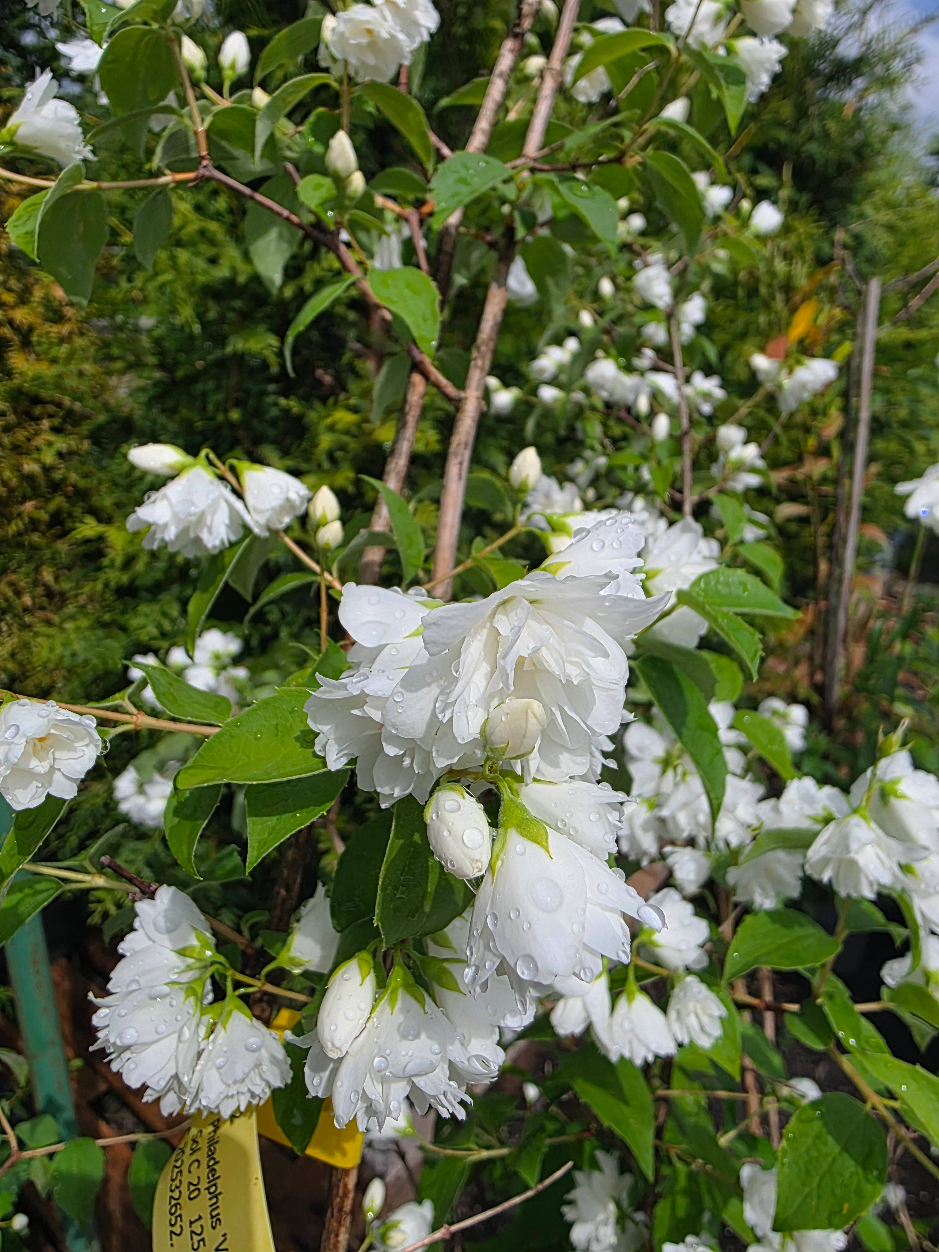Gefüllter Gartenjasmin - Philadelphus 'Virginal'