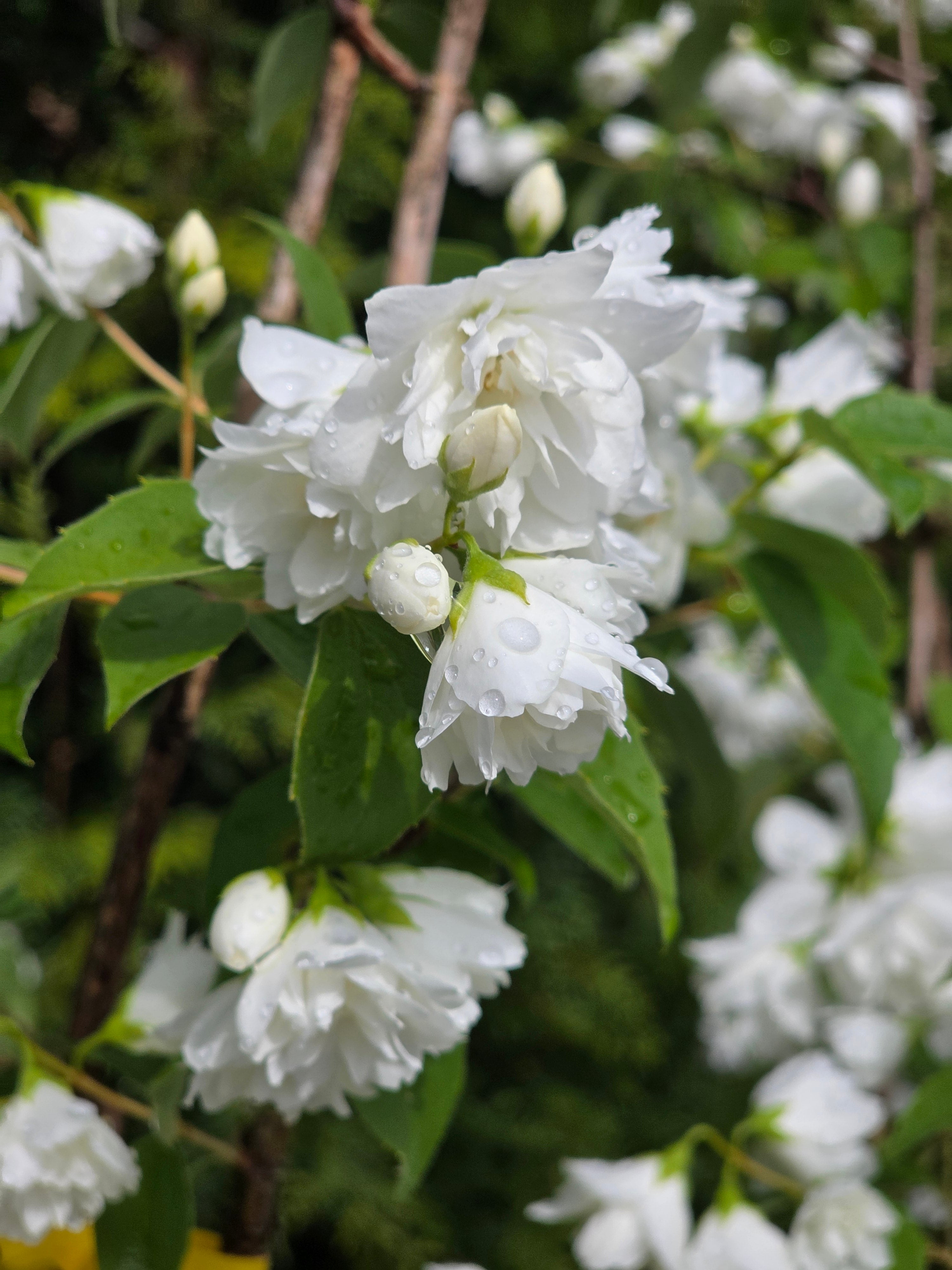Gefüllter Gartenjasmin - Philadelphus 'Virginal'