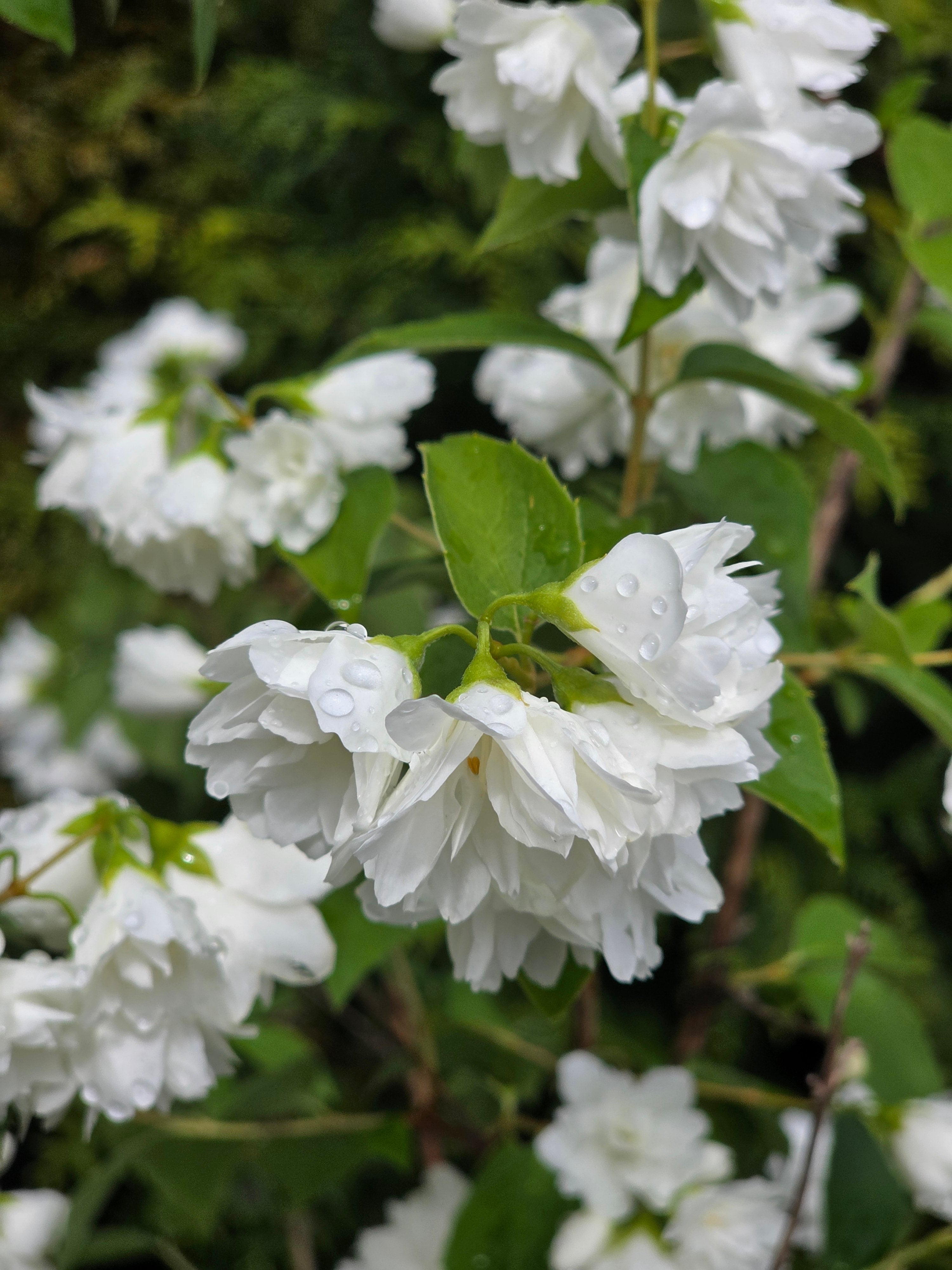 Gefüllter Gartenjasmin - Philadelphus 'Virginal'