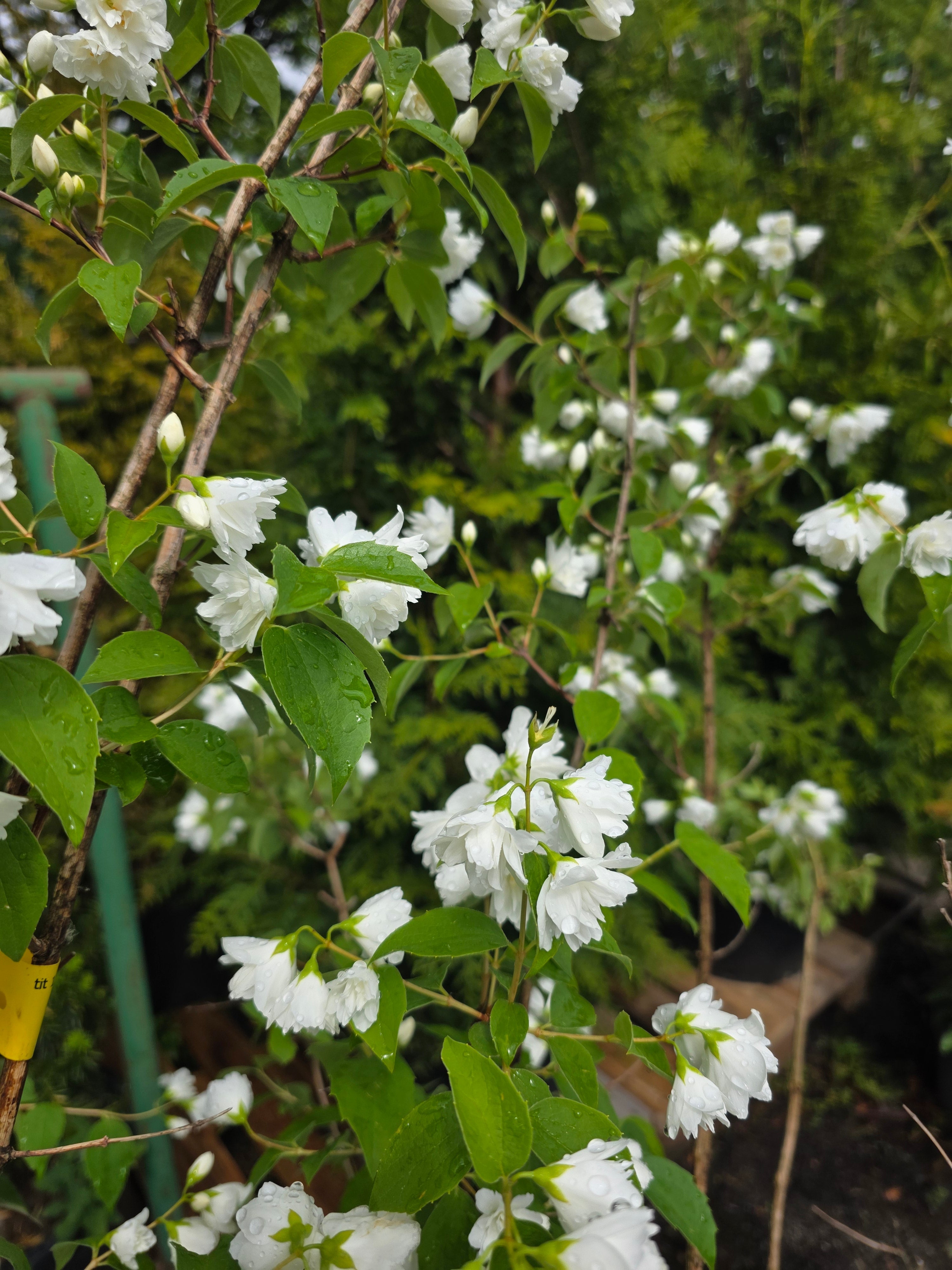 Gefüllter Gartenjasmin - Philadelphus 'Virginal'