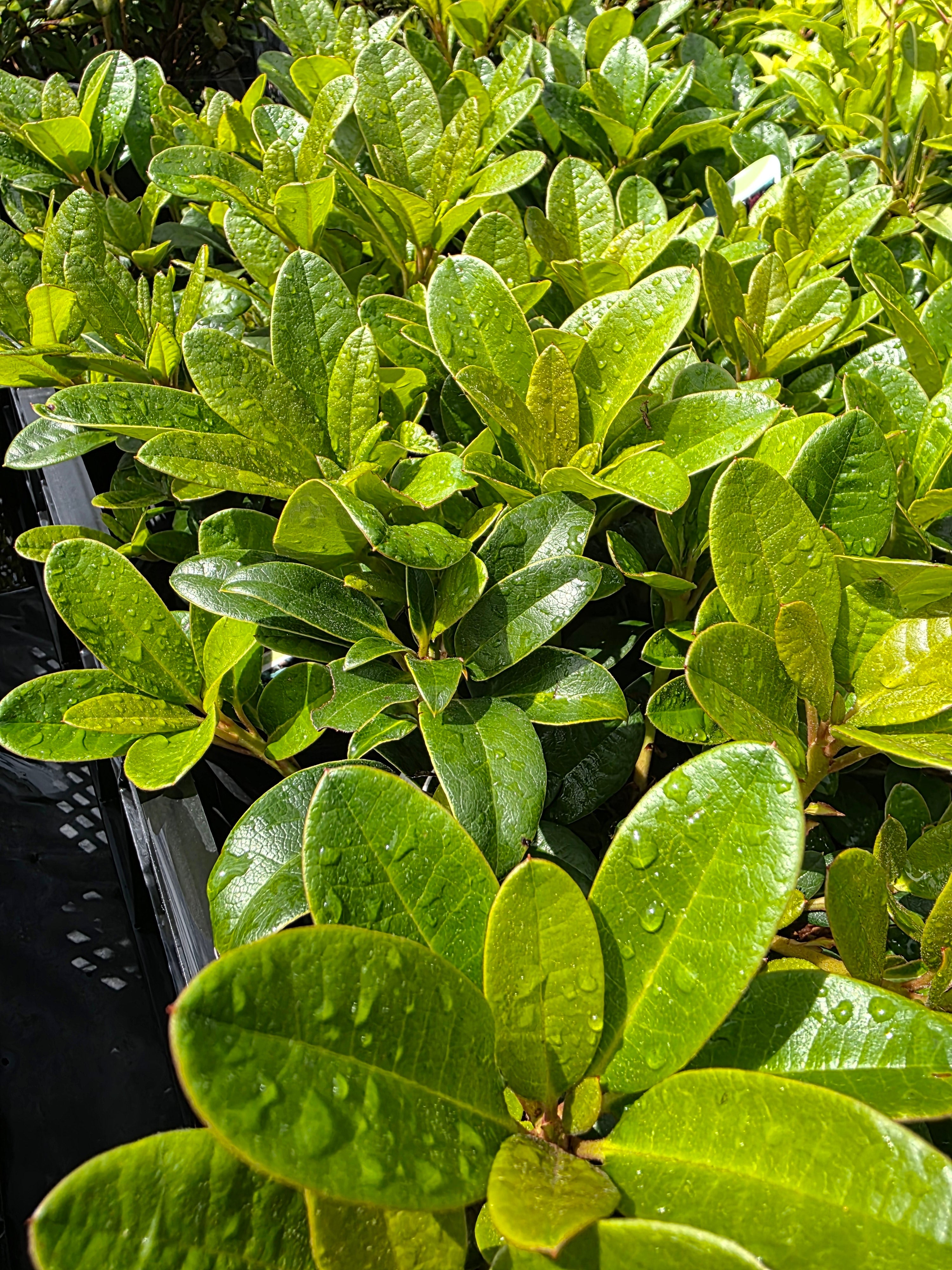 Zwergrhododendron 'Scarlet Wonder' - Rhododendron repens 'Scarlet Wonder'
