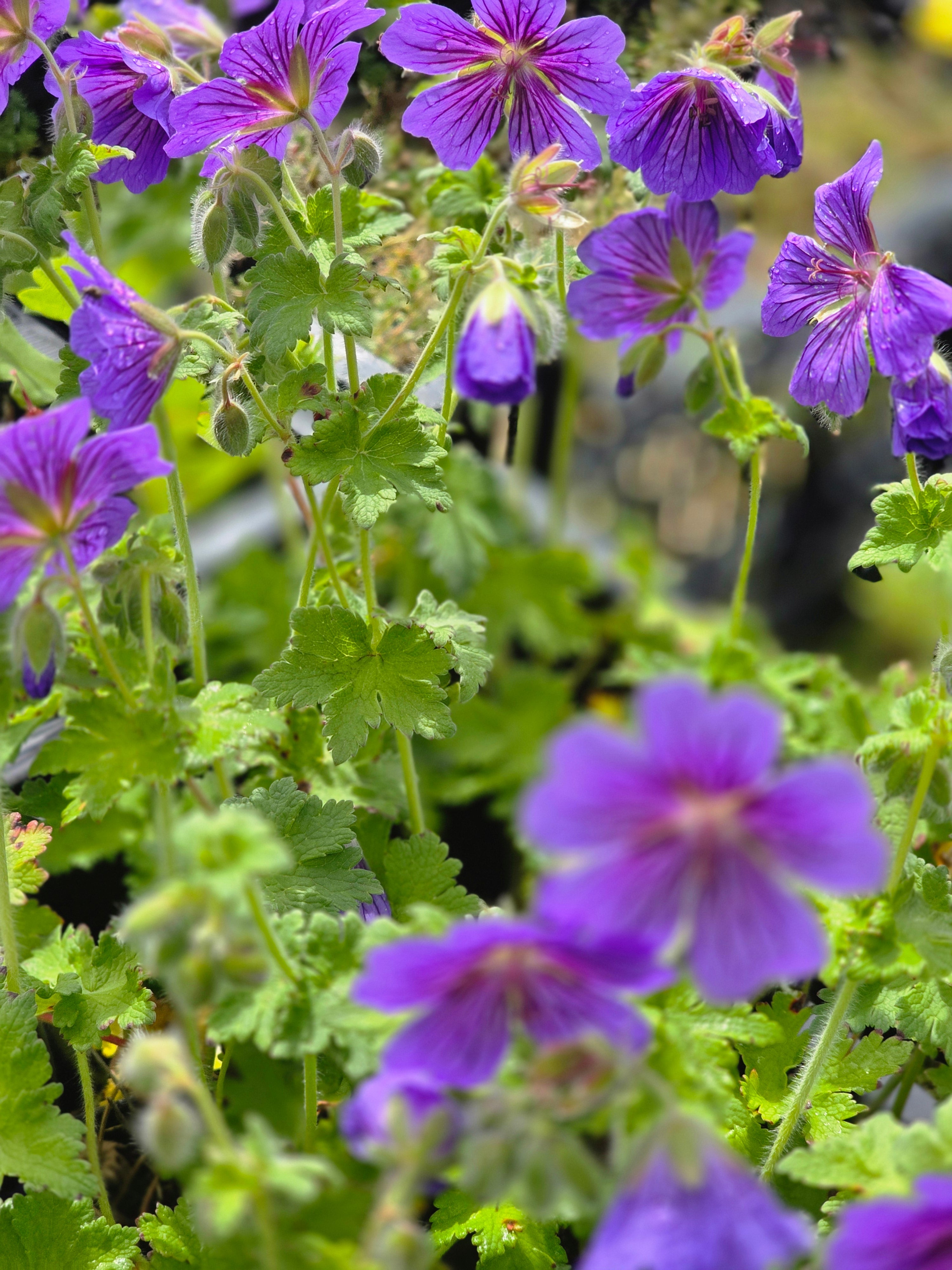 Prächtiger Garten-Storchschnabel - Geranium x magnificum 'Rosemoor'