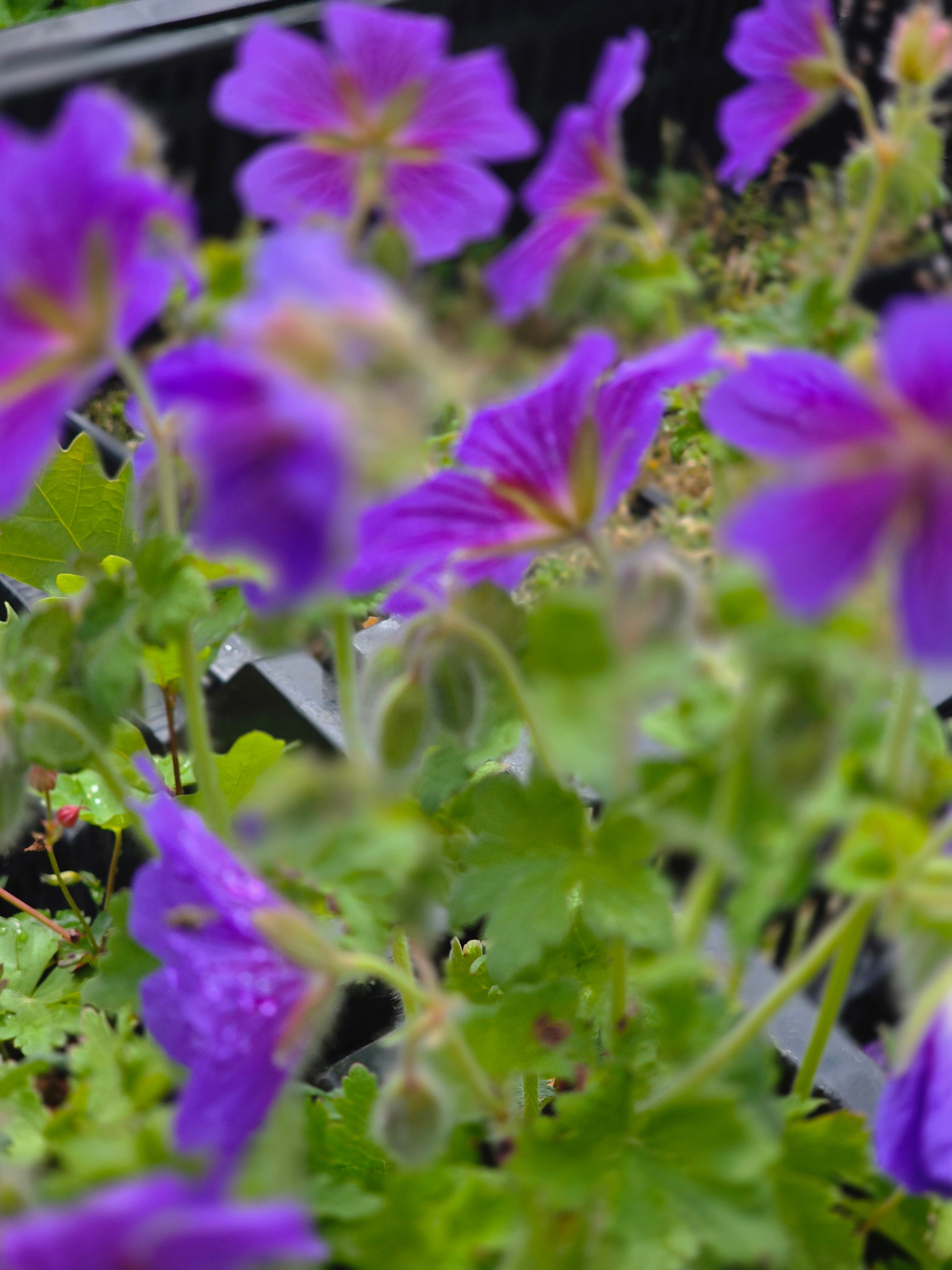 Prächtiger Garten-Storchschnabel - Geranium x magnificum 'Rosemoor'