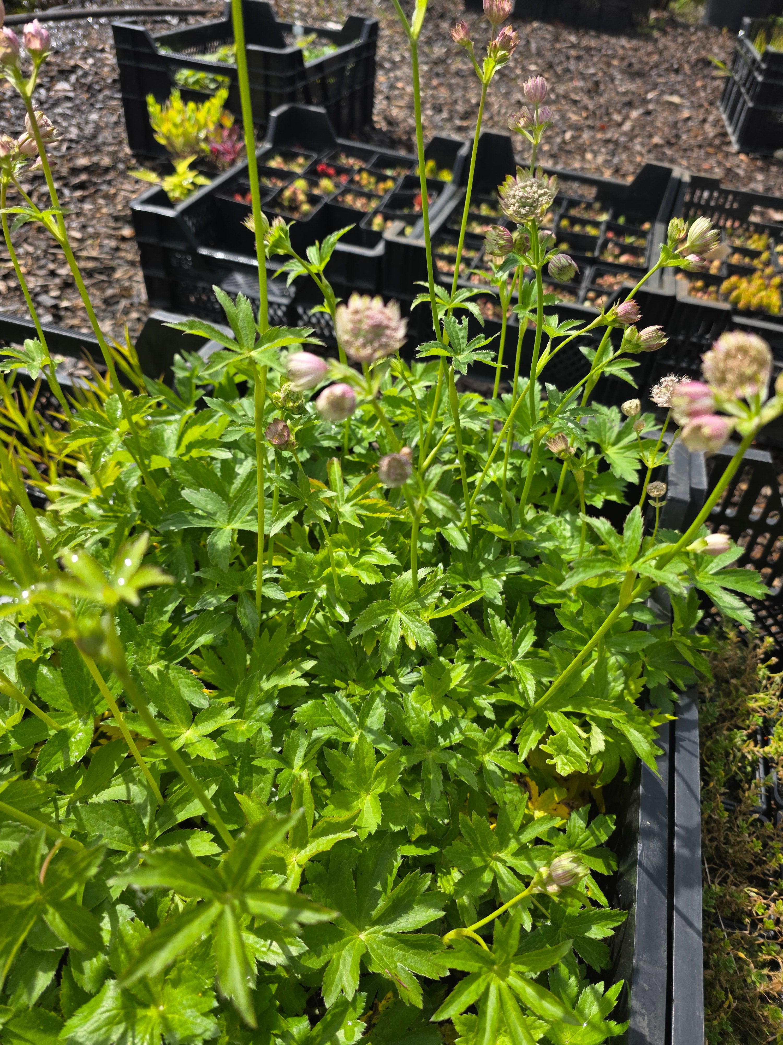 Große Sterndolde - Astrantia major