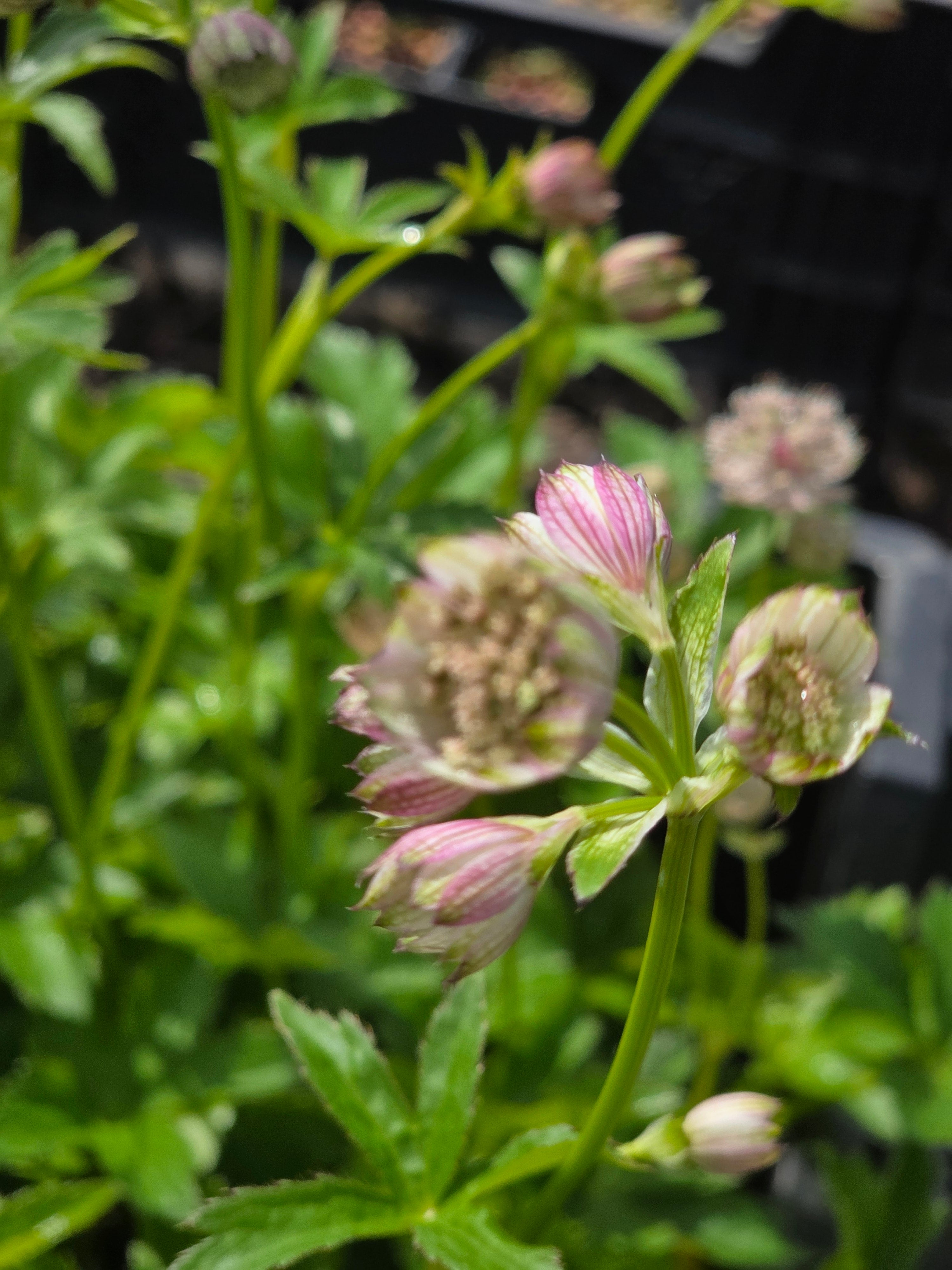 Große Sterndolde - Astrantia major