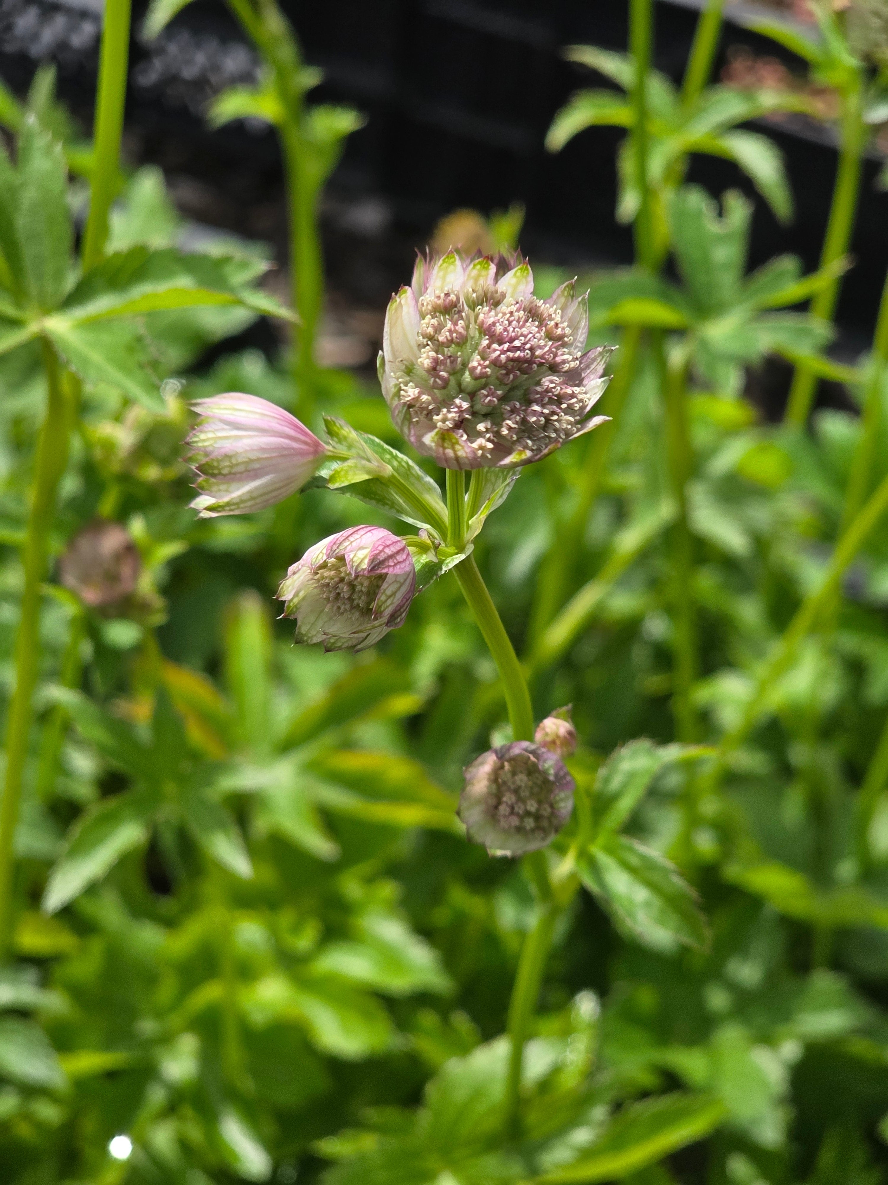 Große Sterndolde - Astrantia major