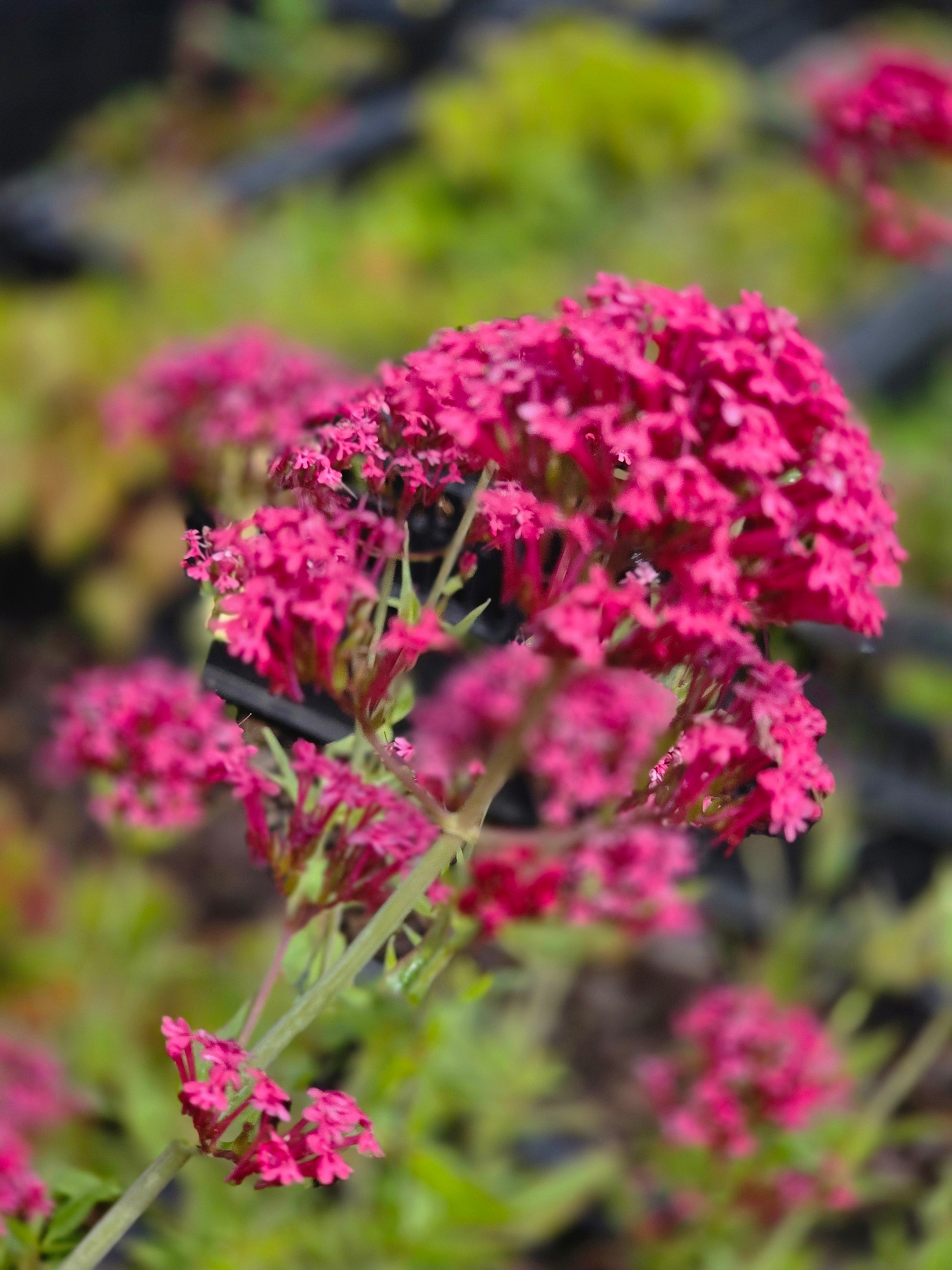 Rotblühende Garten-Spornblume - Centranthus ruber 'Coccineus'