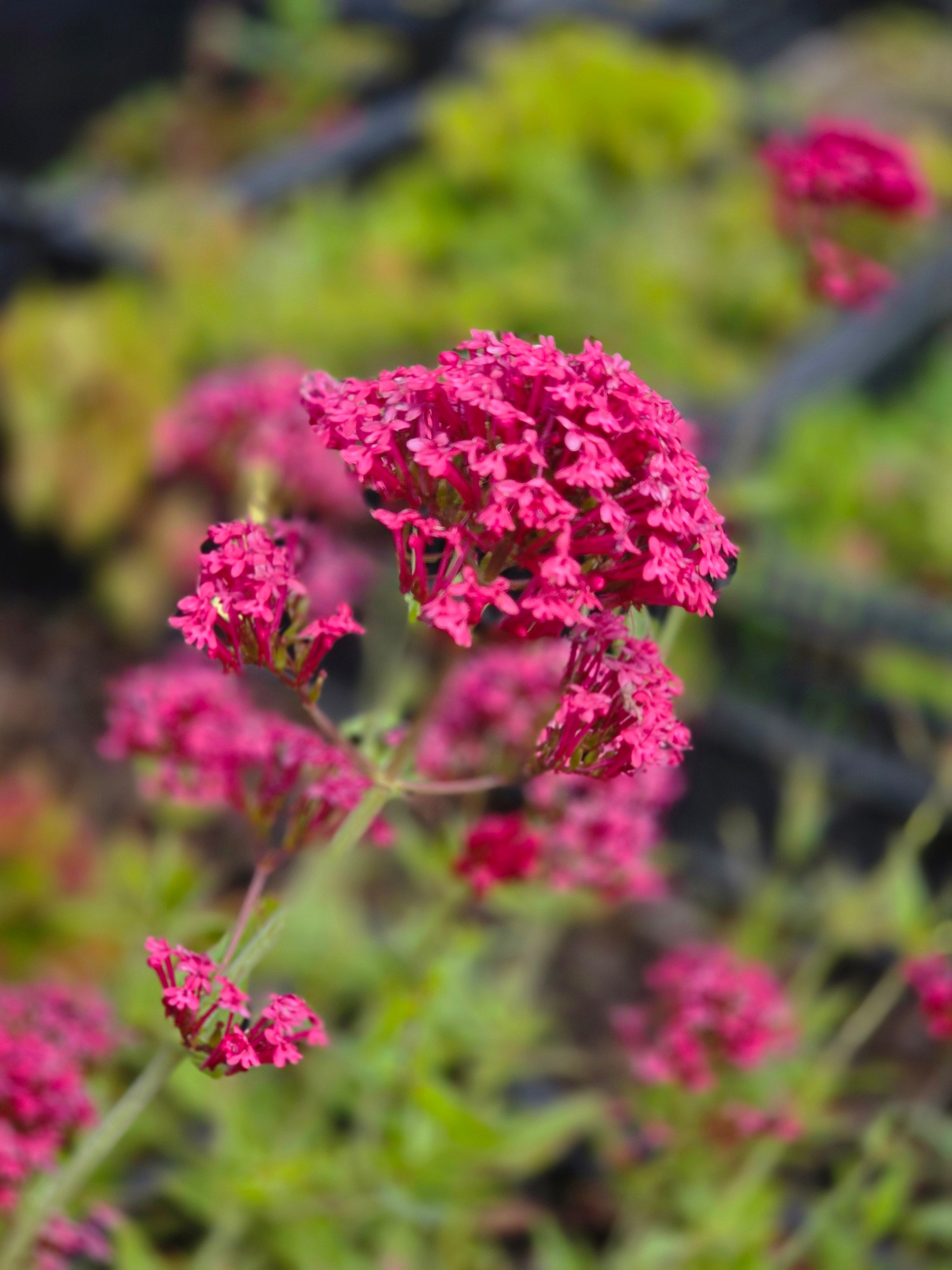 Rotblühende Garten-Spornblume - Centranthus ruber 'Coccineus'