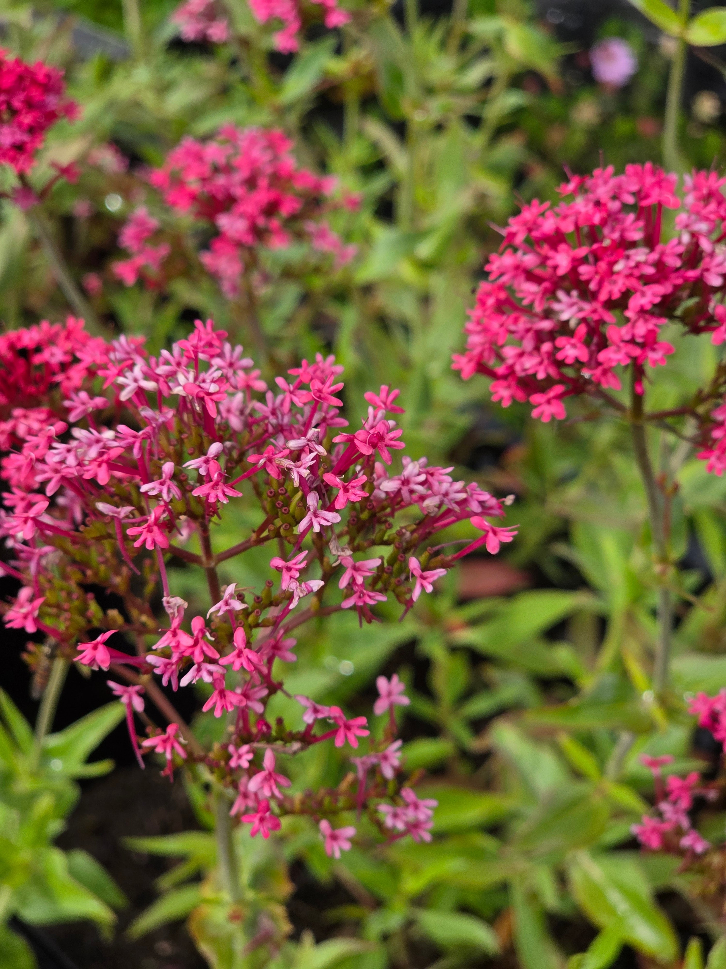 Rotblühende Garten-Spornblume - Centranthus ruber 'Coccineus'