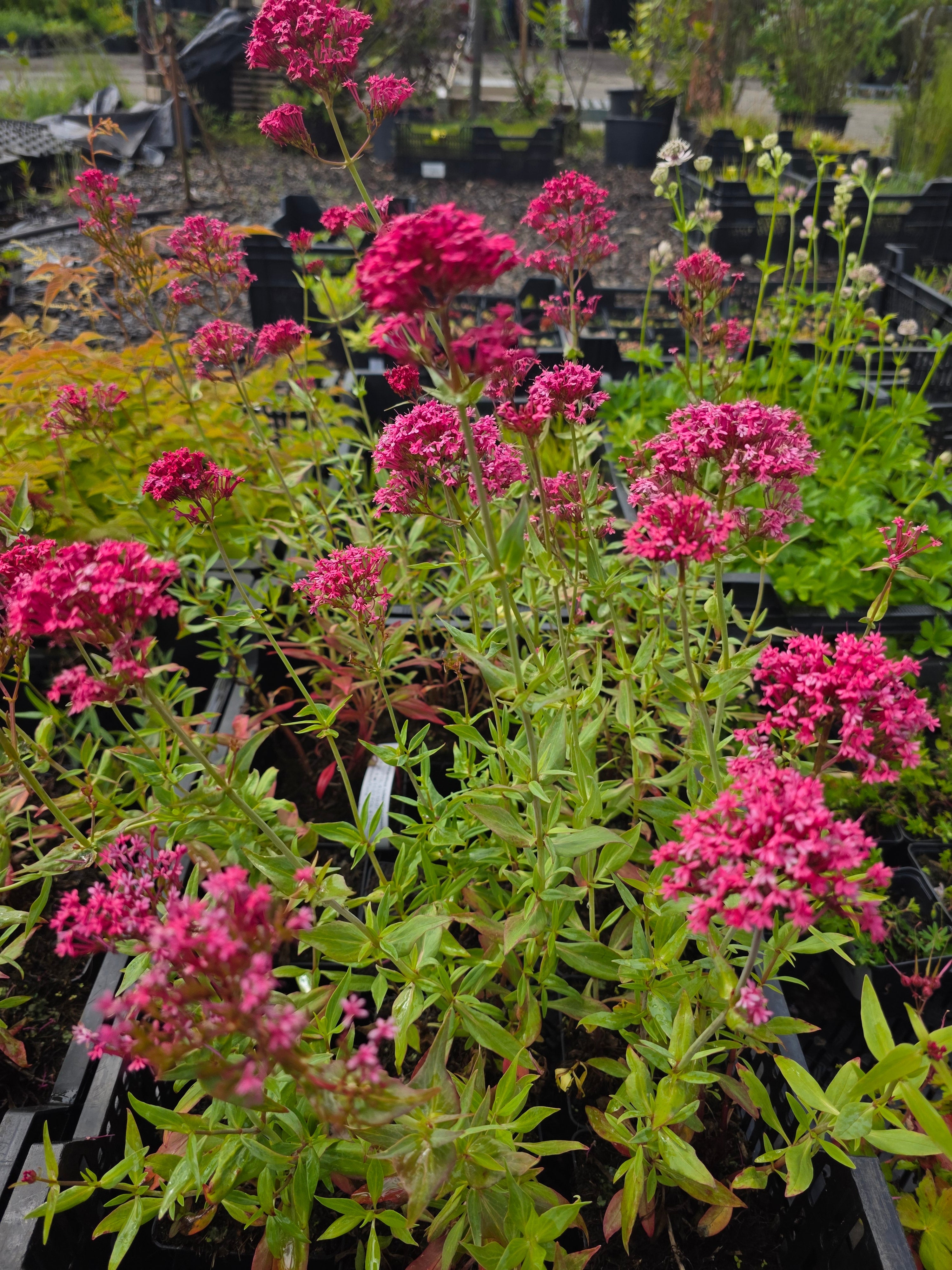 Rotblühende Garten-Spornblume - Centranthus ruber 'Coccineus'