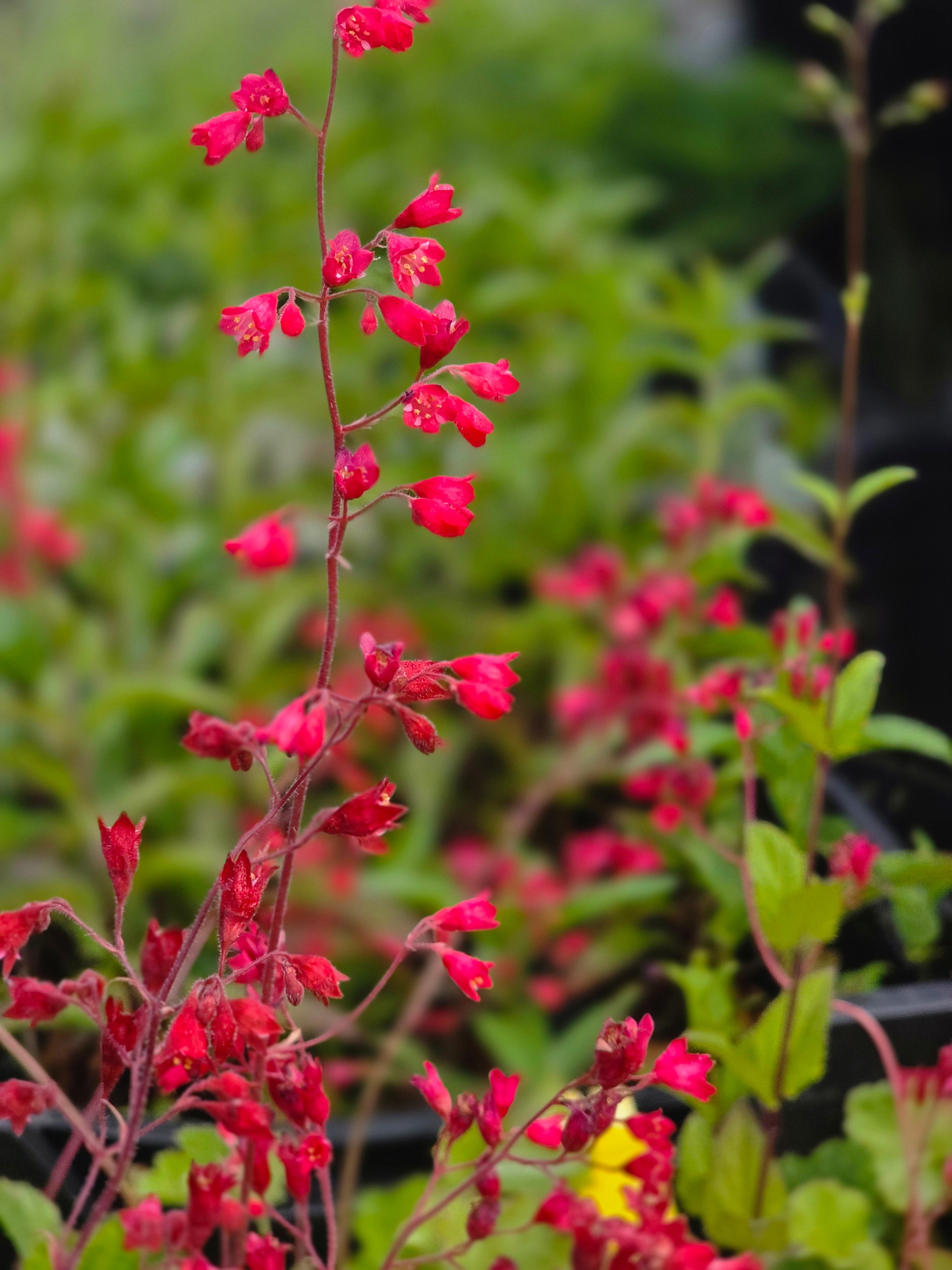 Garten-Purpurglöckchen - Heuchera sanguinea 'Leuchtkäfer'