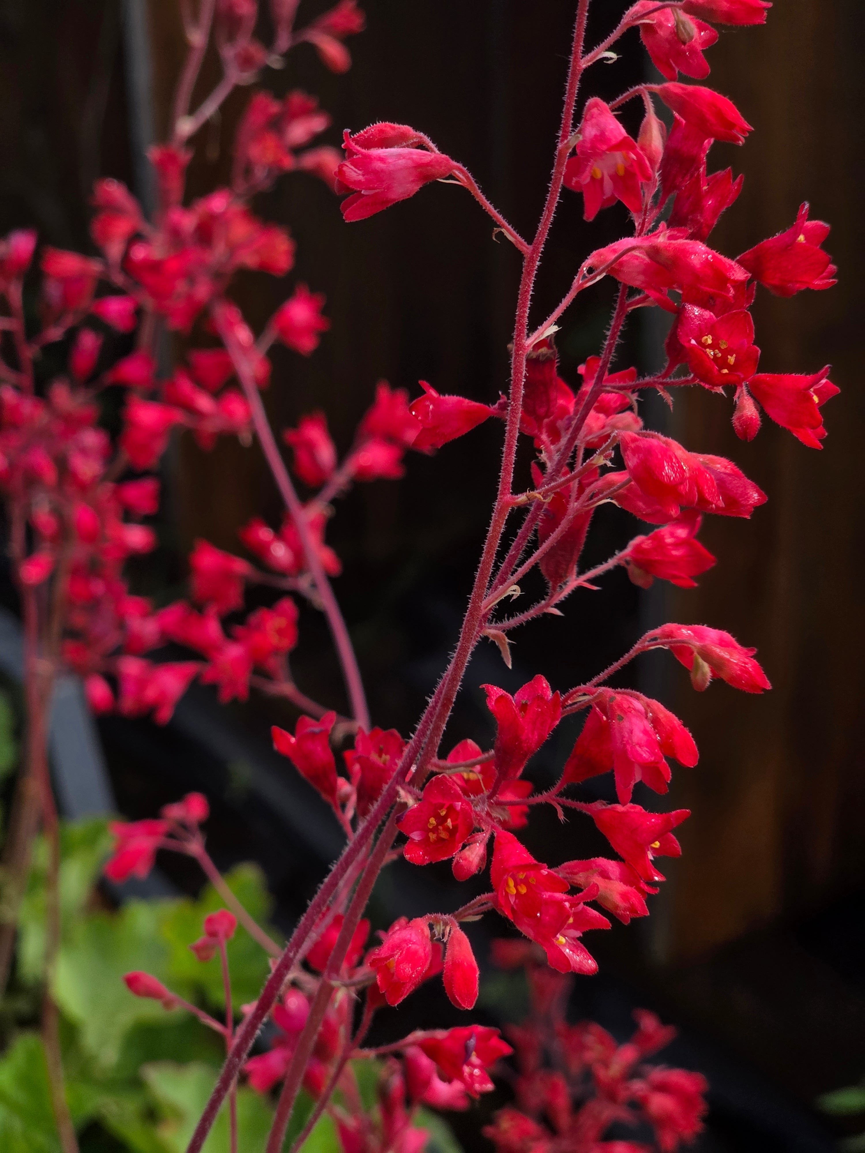 Garten-Purpurglöckchen - Heuchera sanguinea 'Leuchtkäfer'