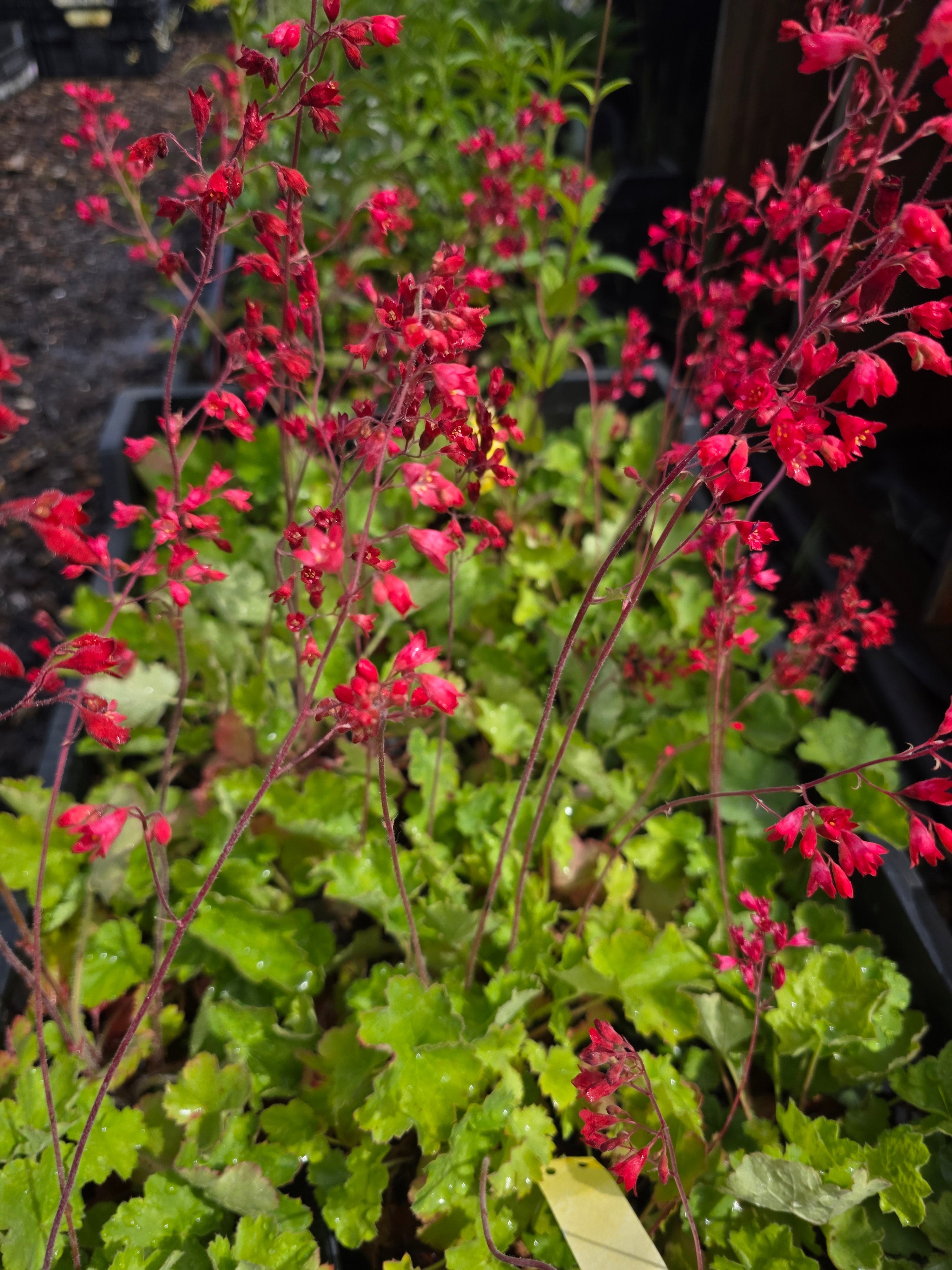 Garten-Purpurglöckchen - Heuchera sanguinea 'Leuchtkäfer'